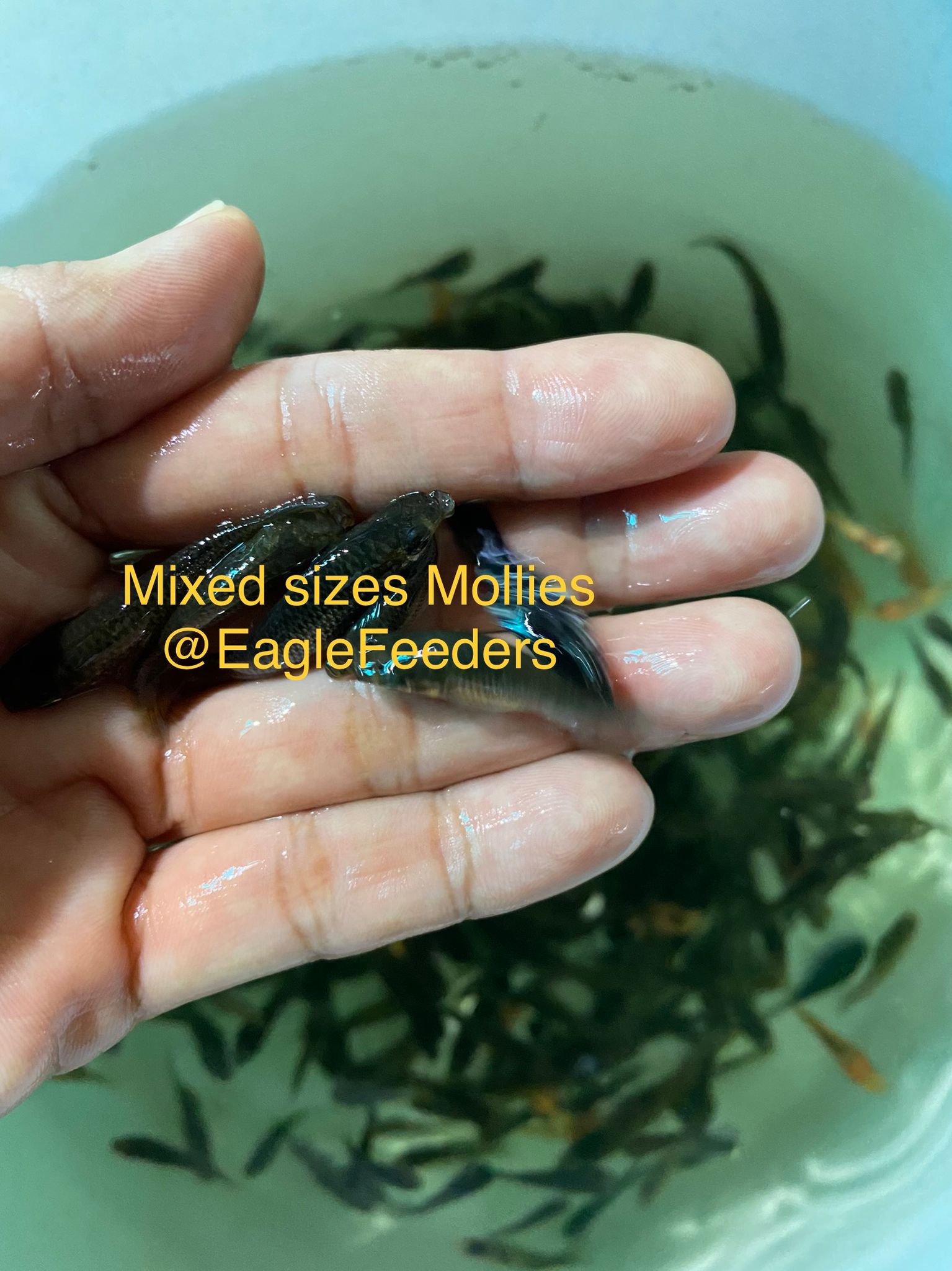 Live feed Molly Mollies assorted SM sizes Live Feeders