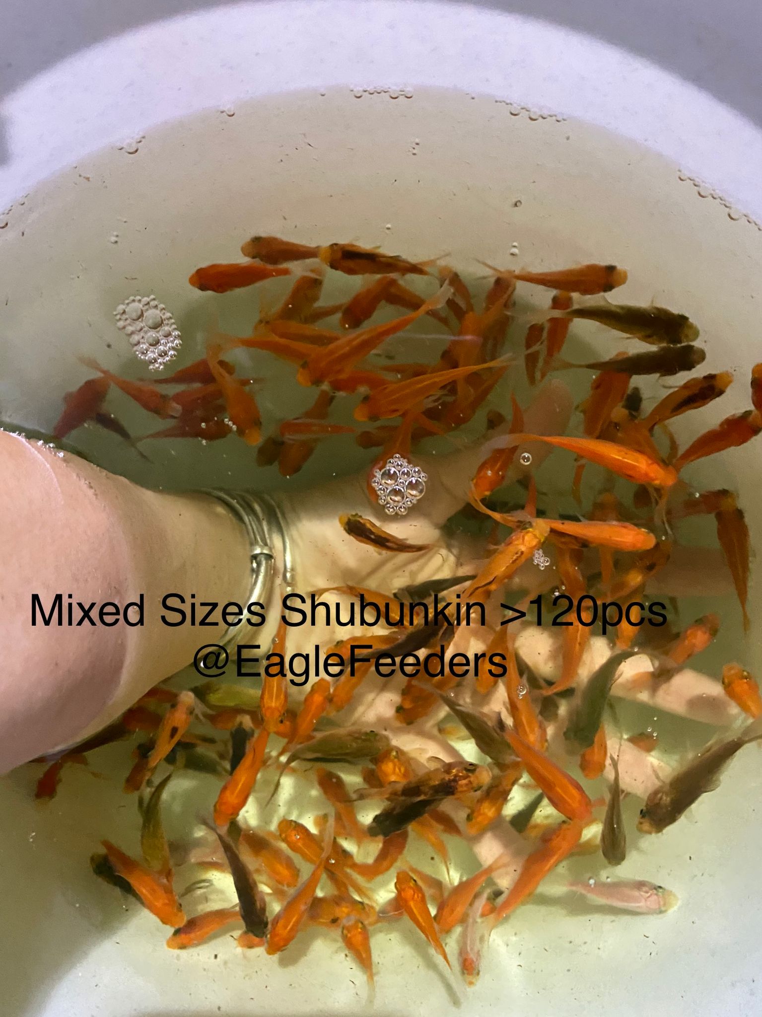 Live feed Goldfish comet goldfish aka Shubunkin feeders (3-4cm)
