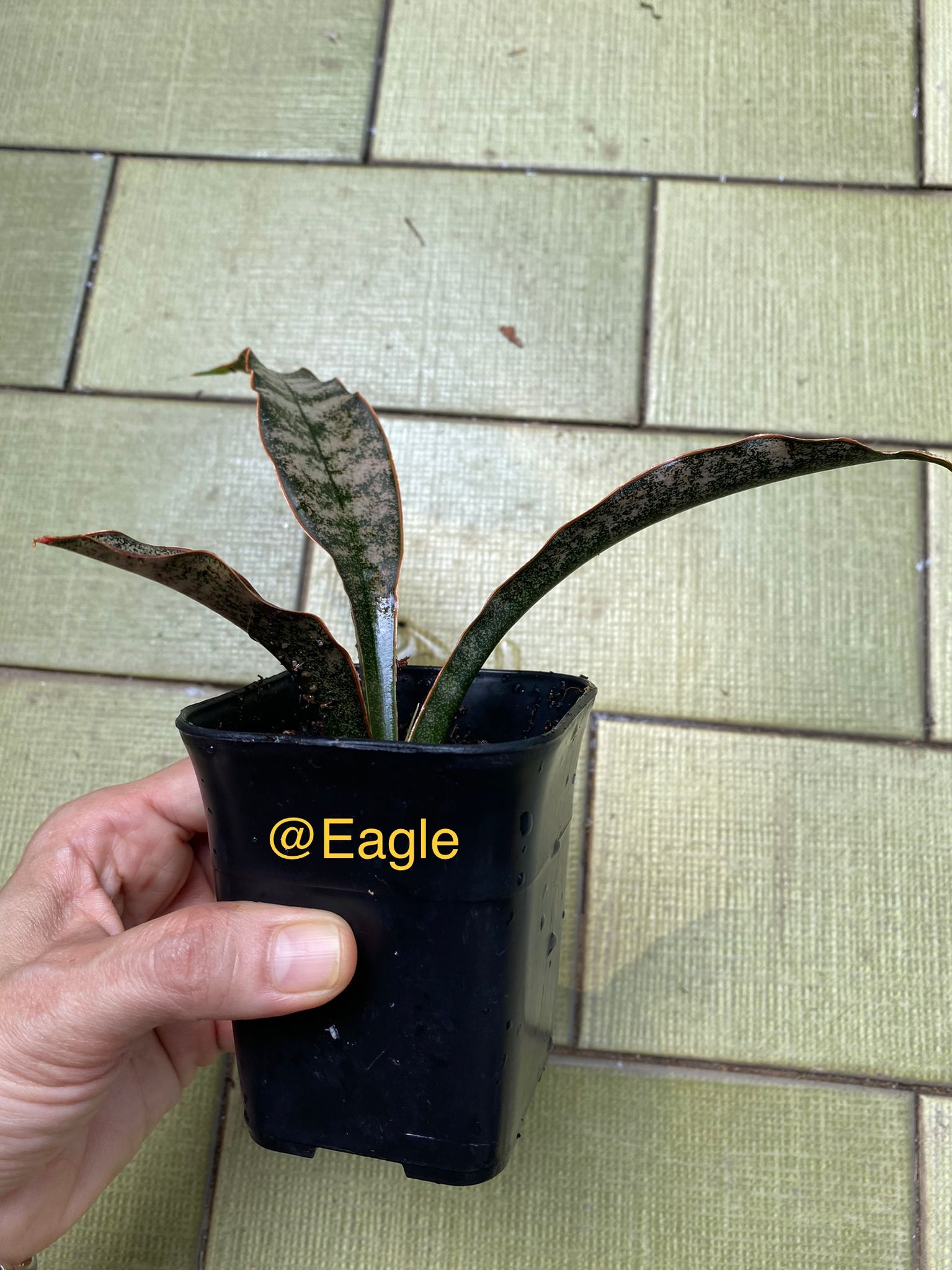 Sansevieria kirkii coppertone (plant in picture is sold, we have similar)