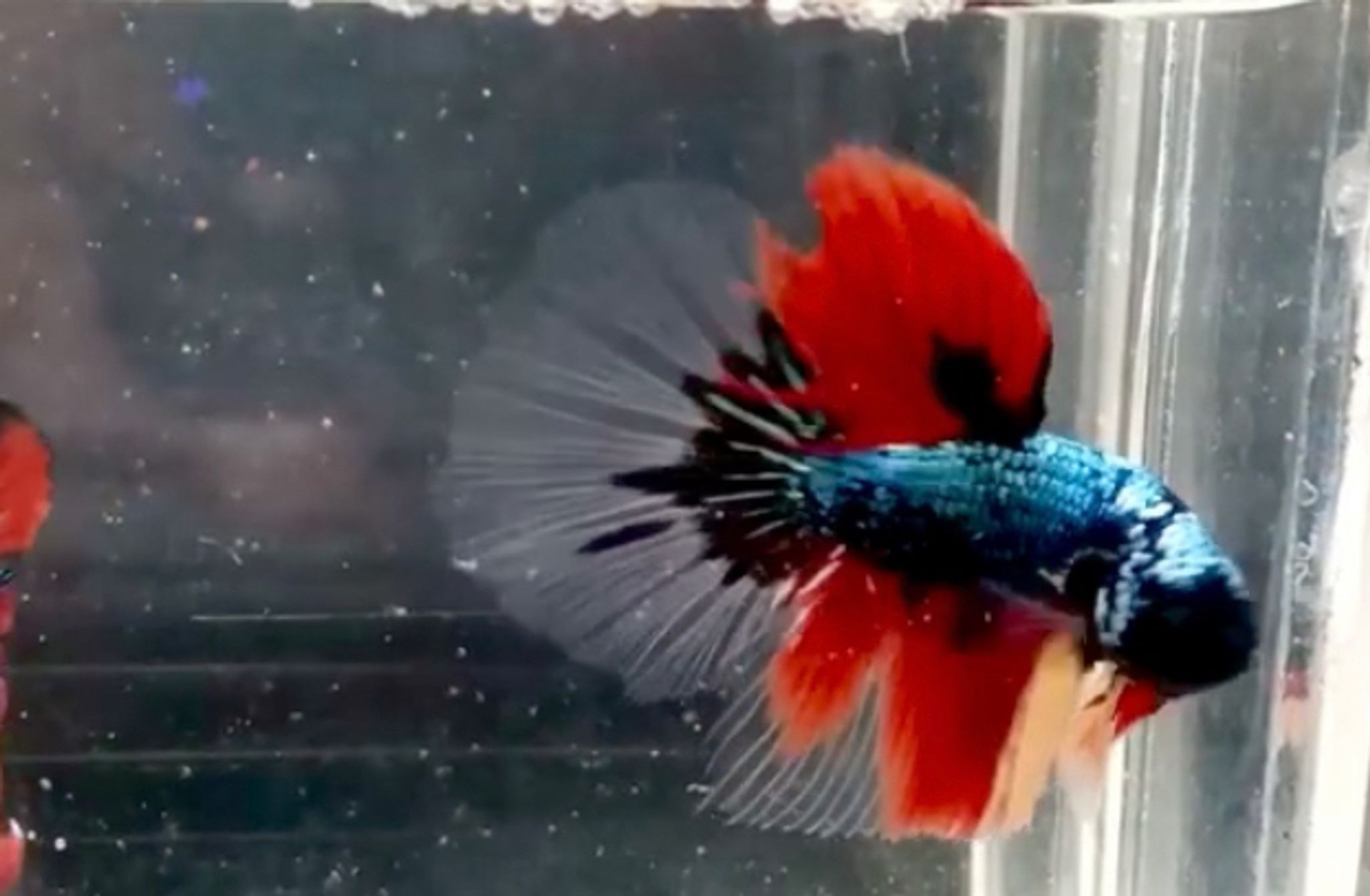 Halfmoon black Nemo Cooper