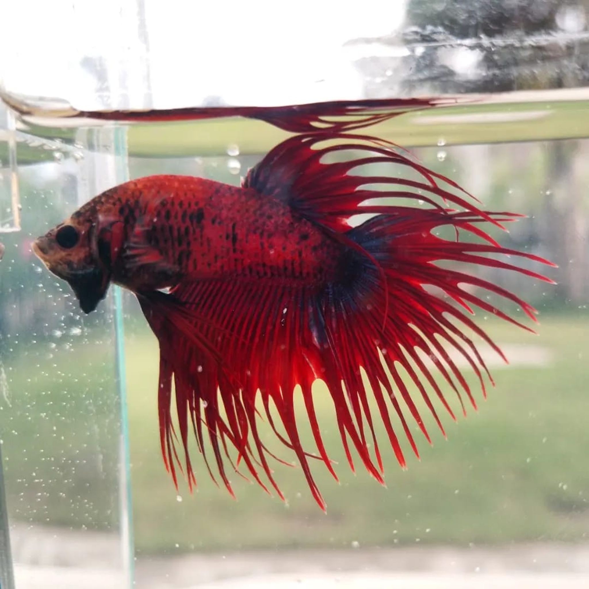 Crowntail Hellboy