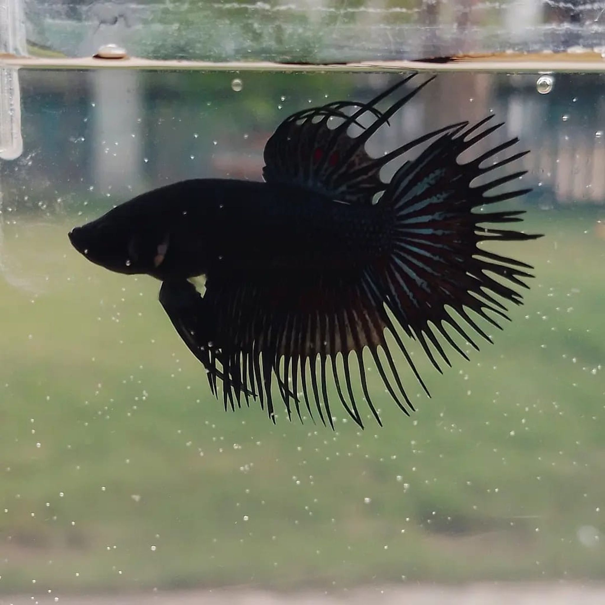 Crowntail Black Orchid