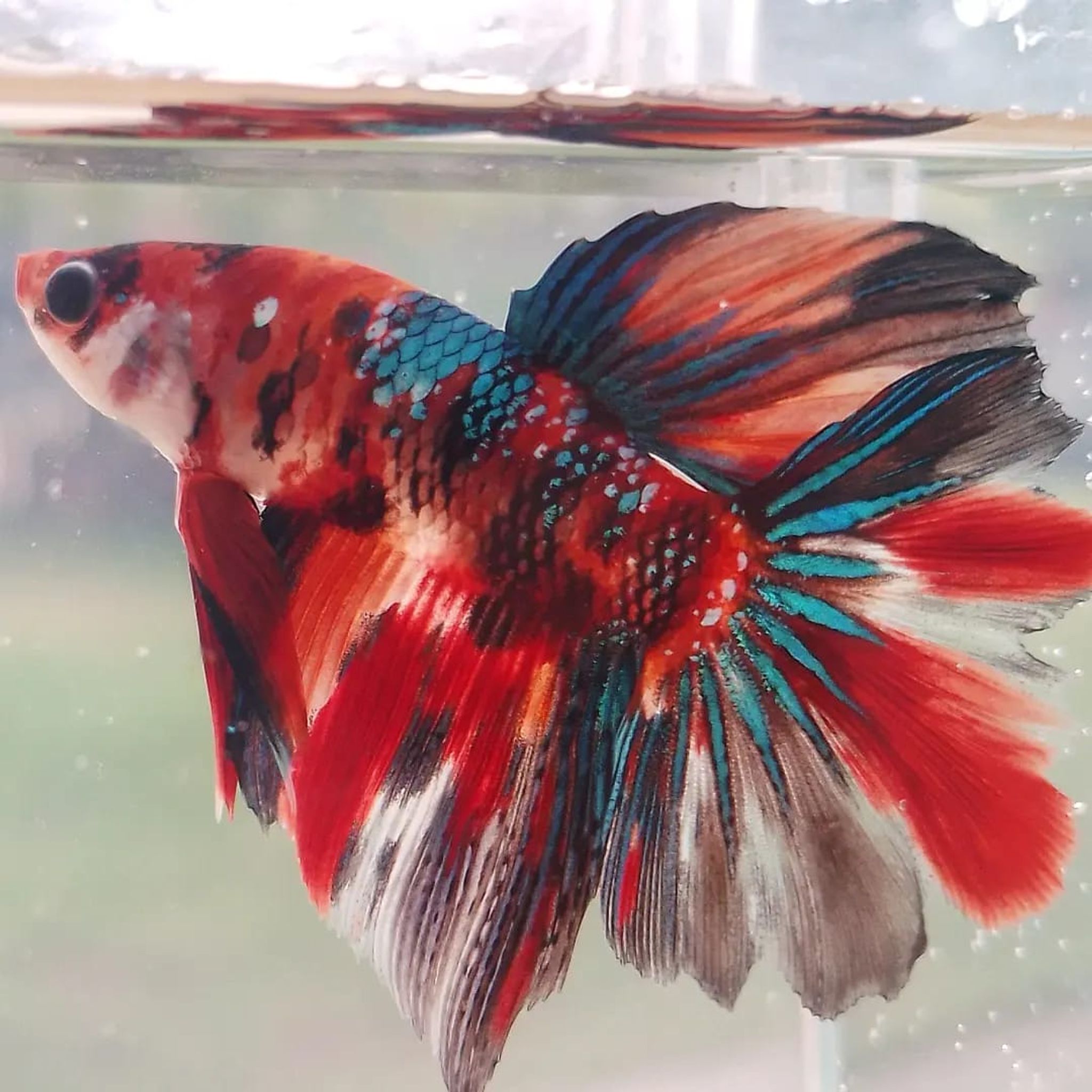 Halfmoon Rosetail Nemo