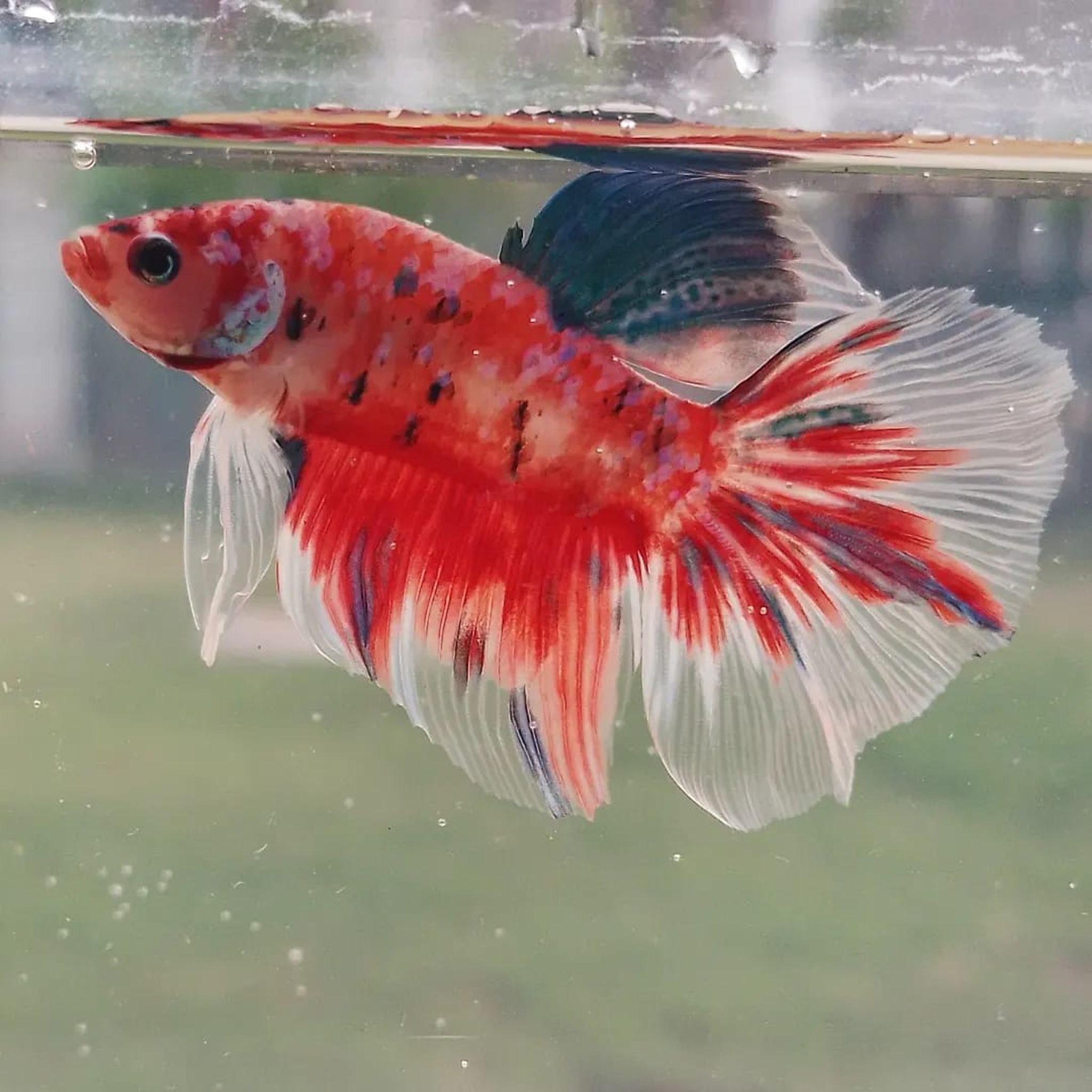 Halfmoon Rosetail Red Galaxy