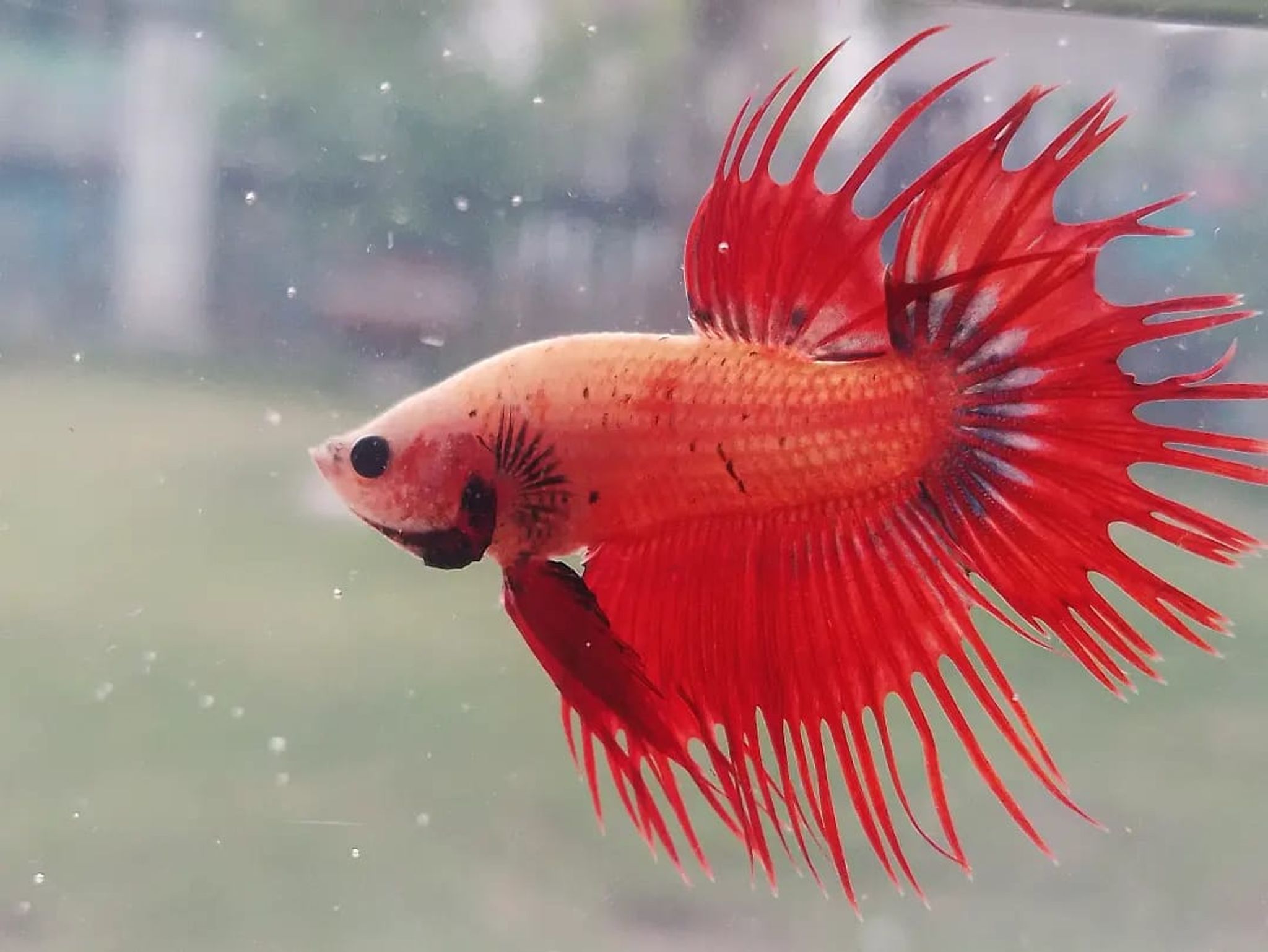 Crowntail Red Mascot