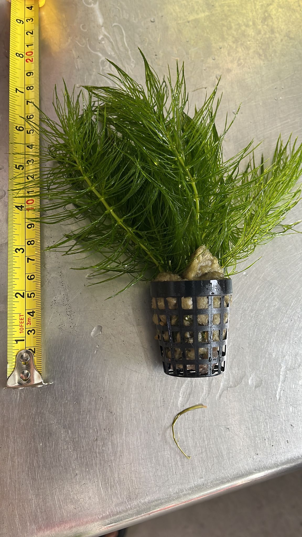 Ceratophyllum Demersum (Hornworth)