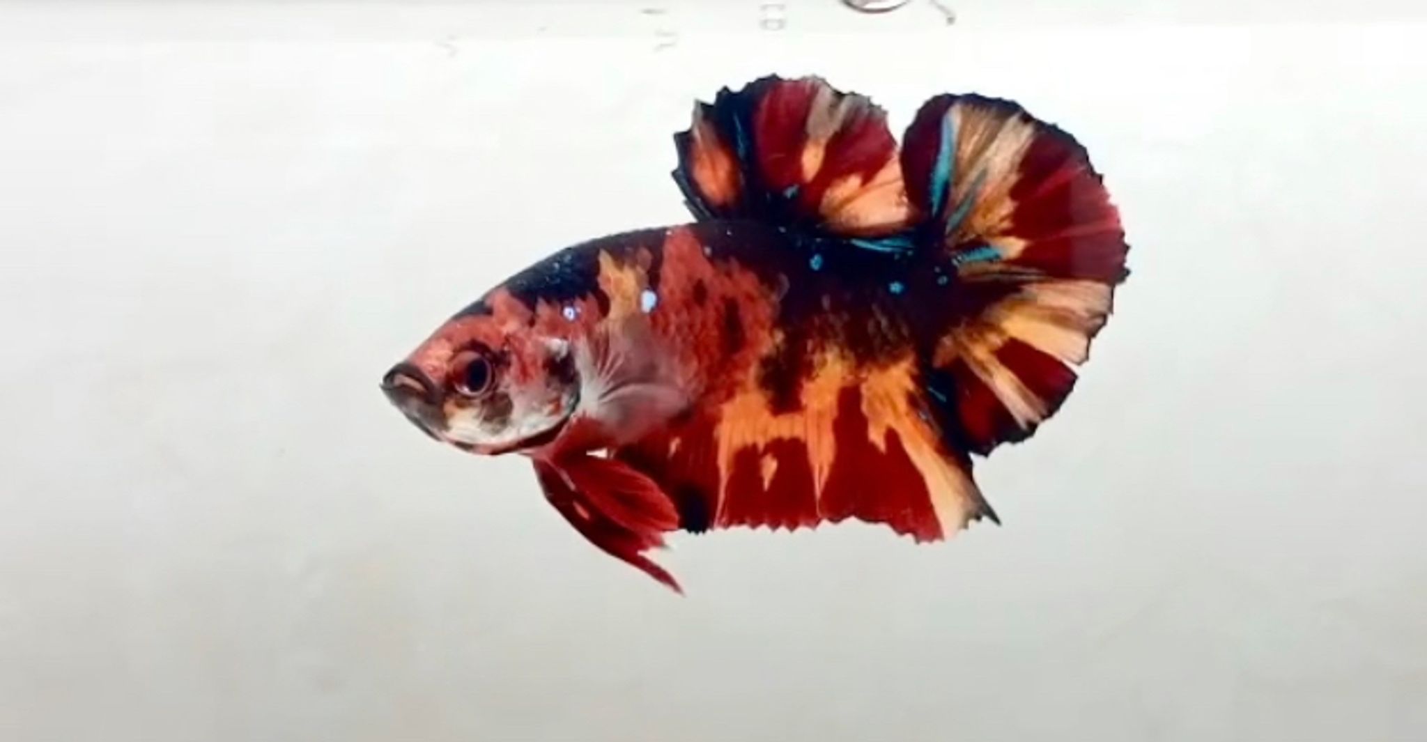 Plakat Nemo Emerald | Multi Traditional class