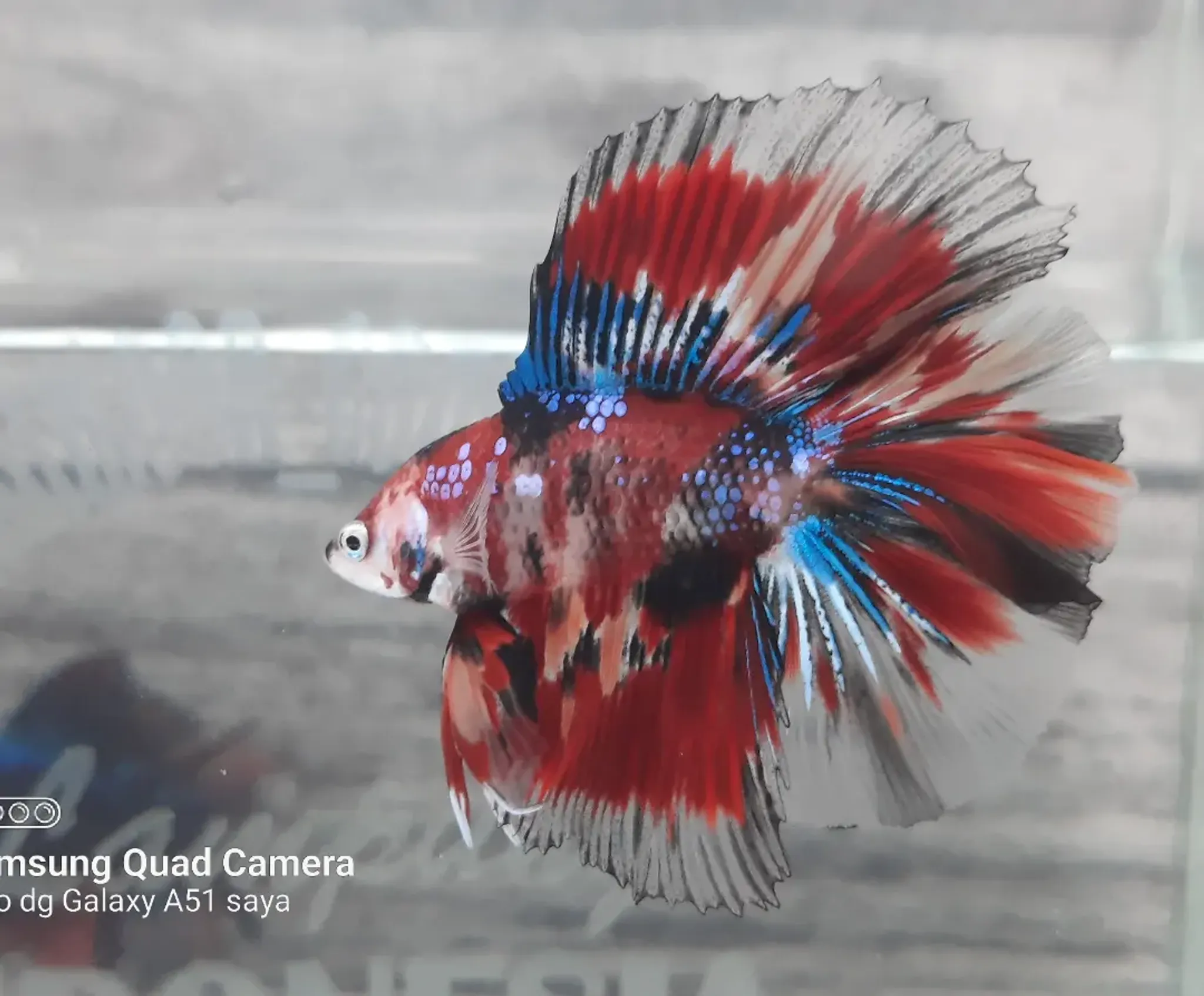 HMDT koi galaxy