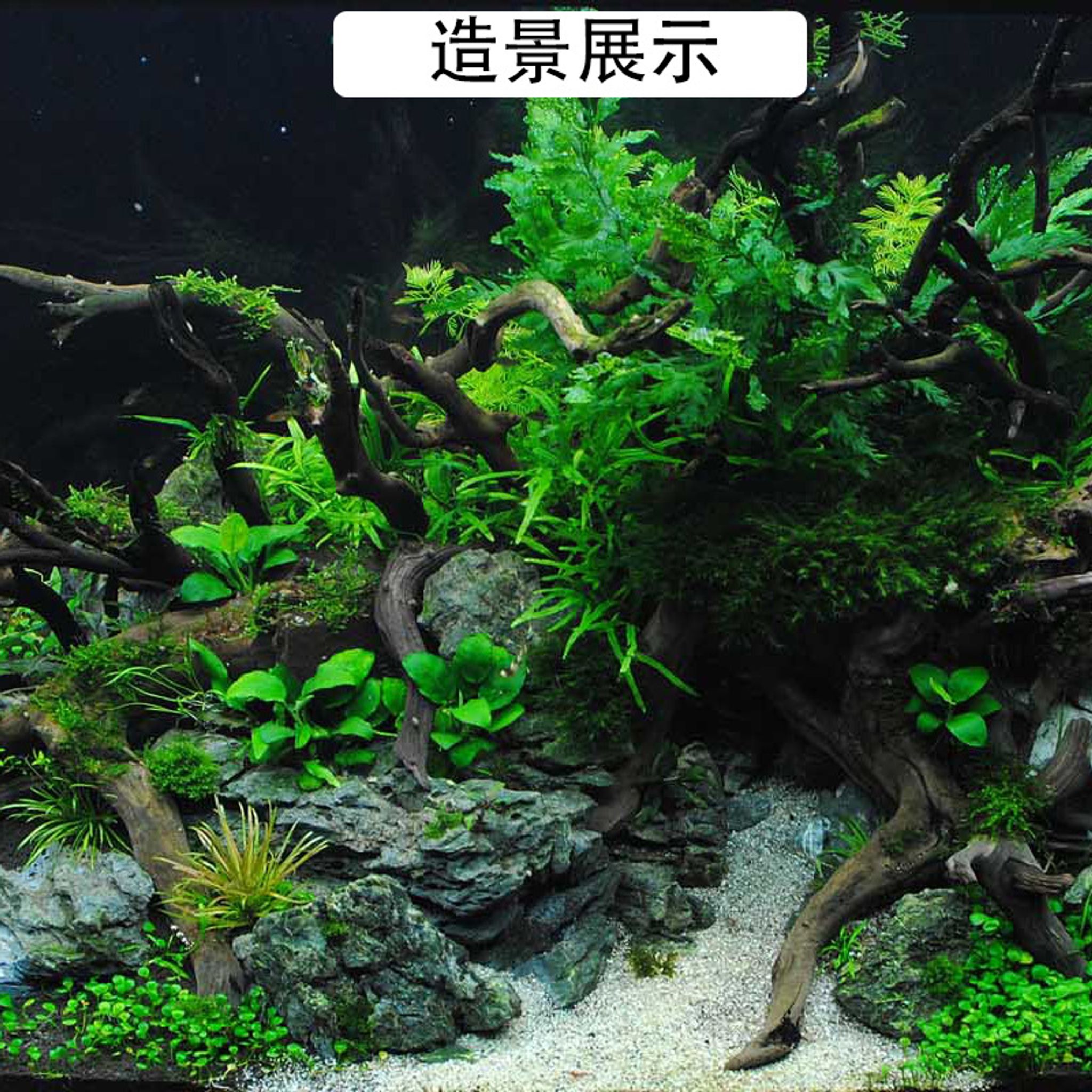Natural drift wood for aquarium terrarium DIY bottle scape