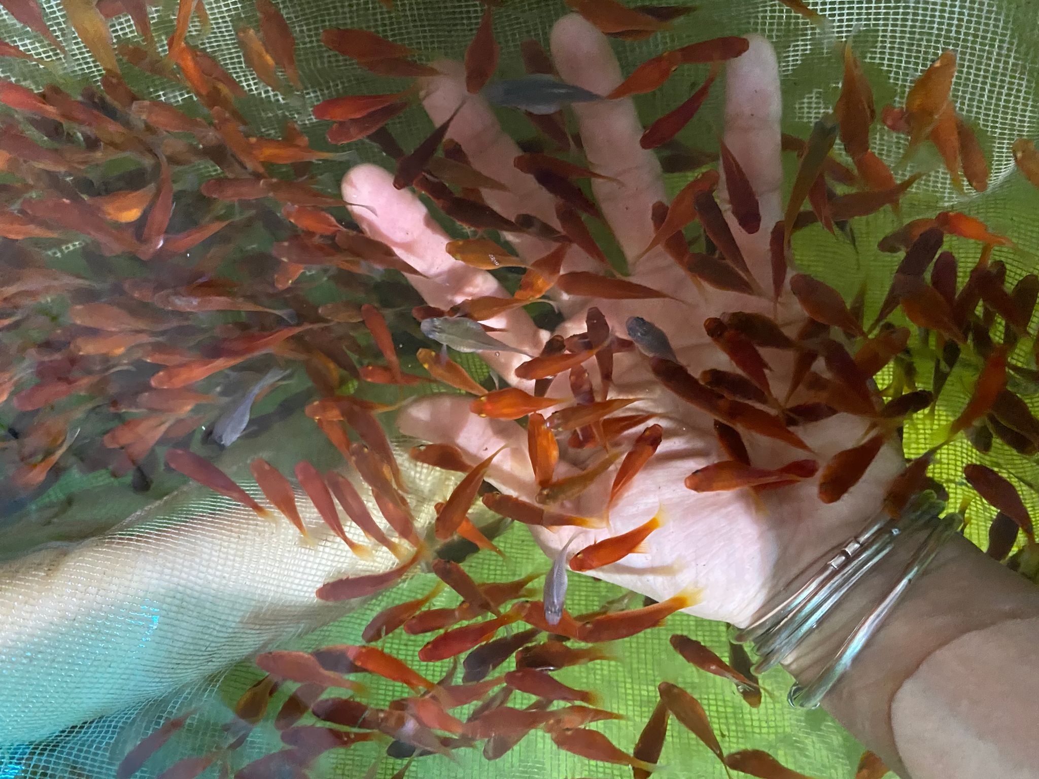 Red Platy tiny ones (at least 1cm)