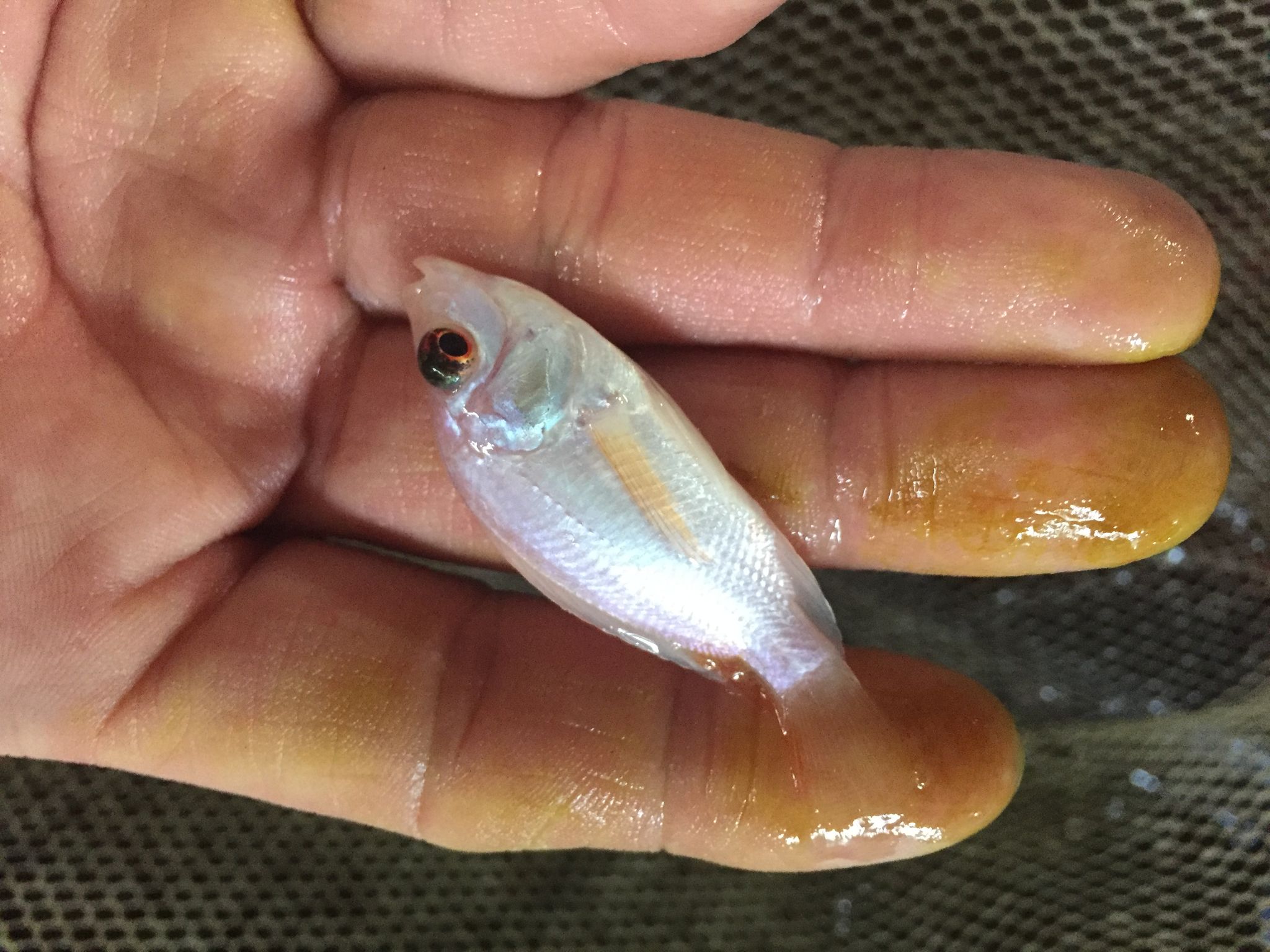 Tilapia Feeders (2.5cm to 4cm size)