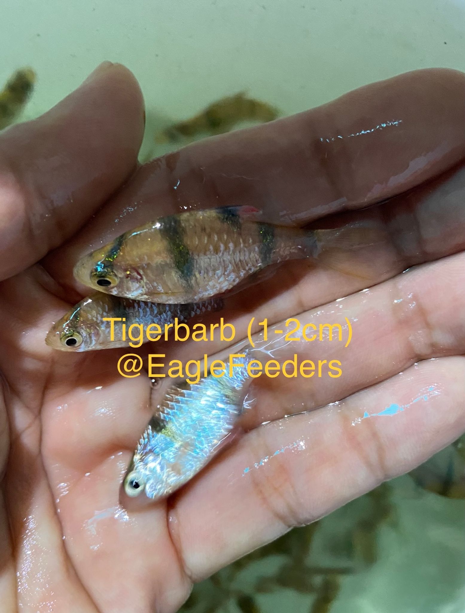 Tigerbarb Feeders