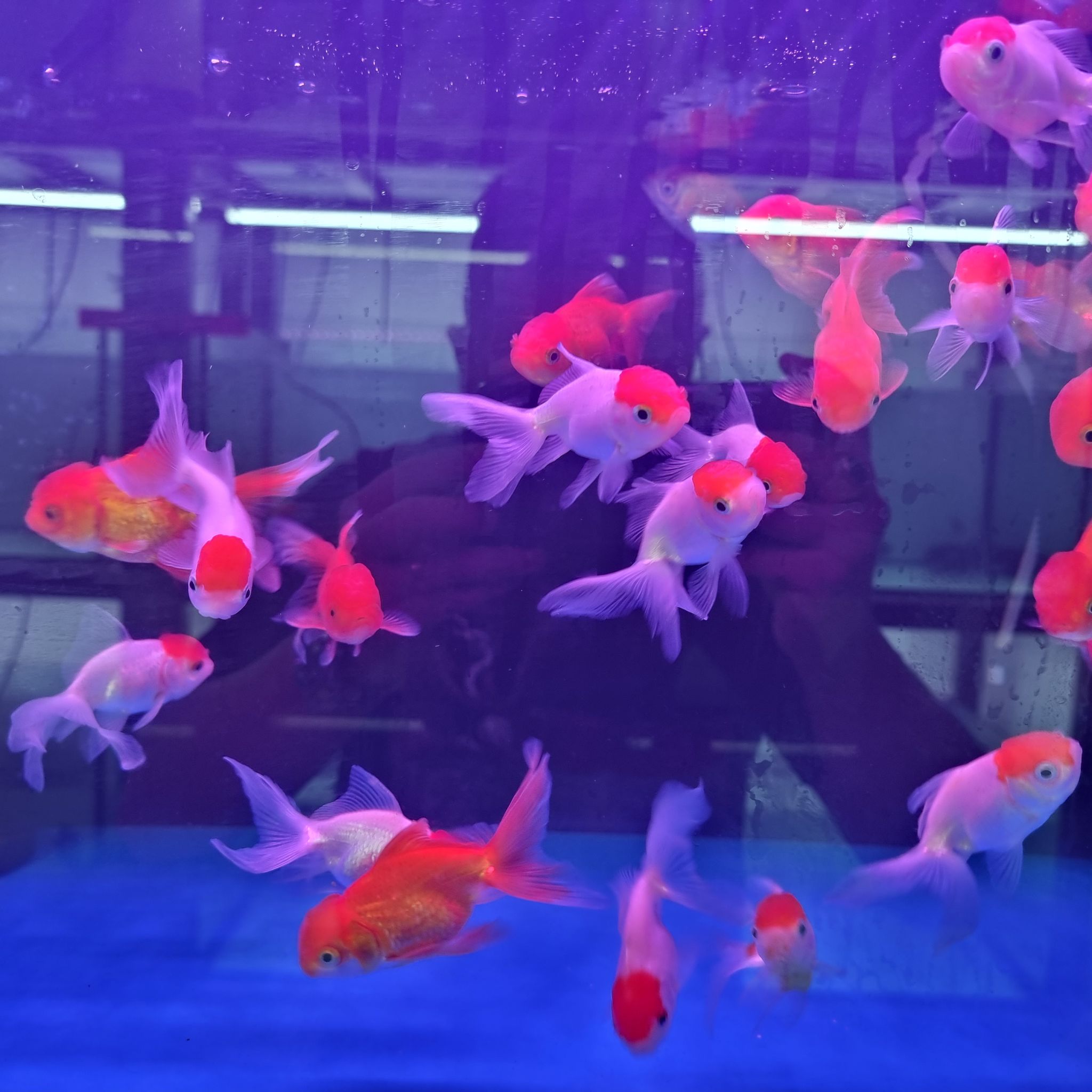 Assorted baby oranda bag of 5