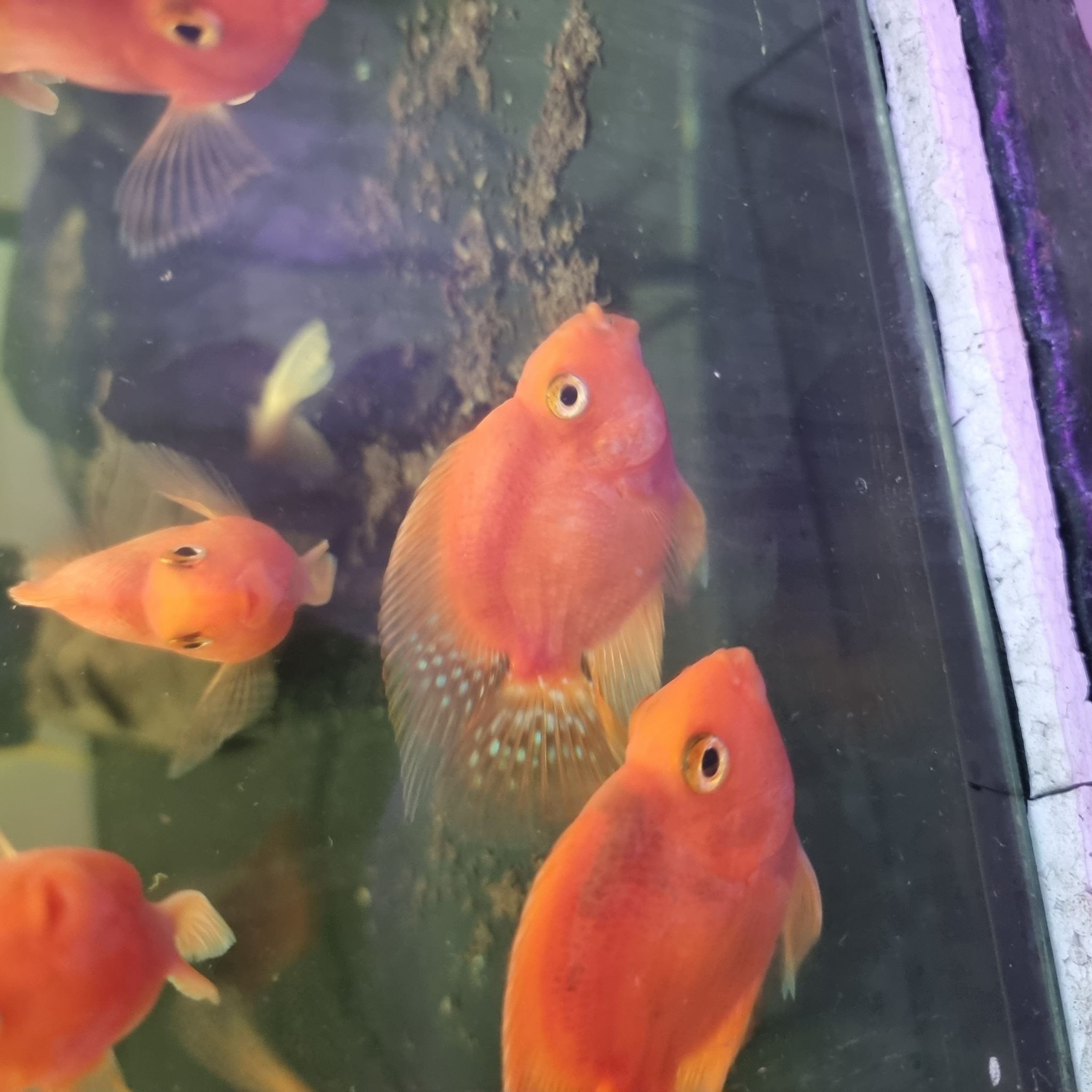 Red parrot fish bag of 5