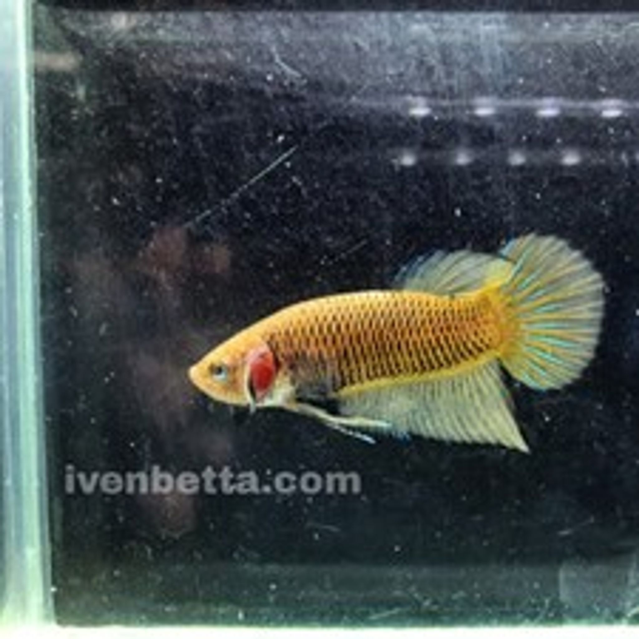 Betta Splendens