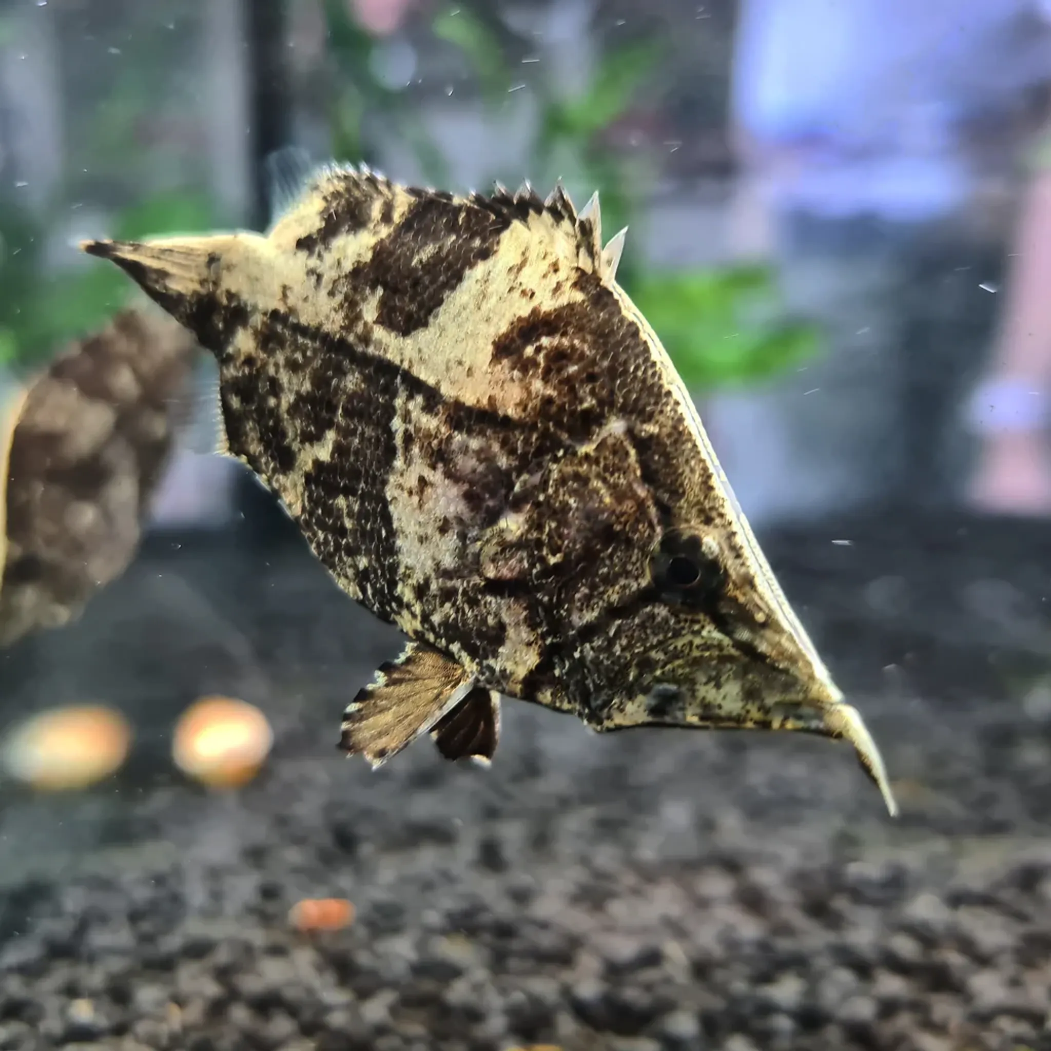 Monocirrhus Polyacanthus