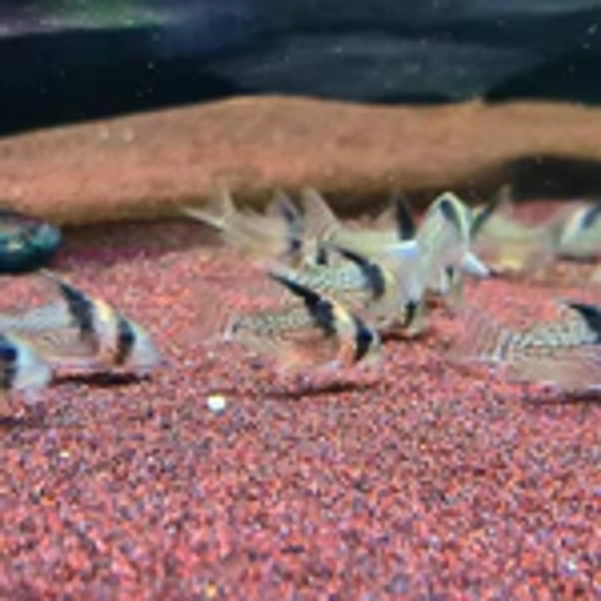 Corydoras Brevirostris Wotroi