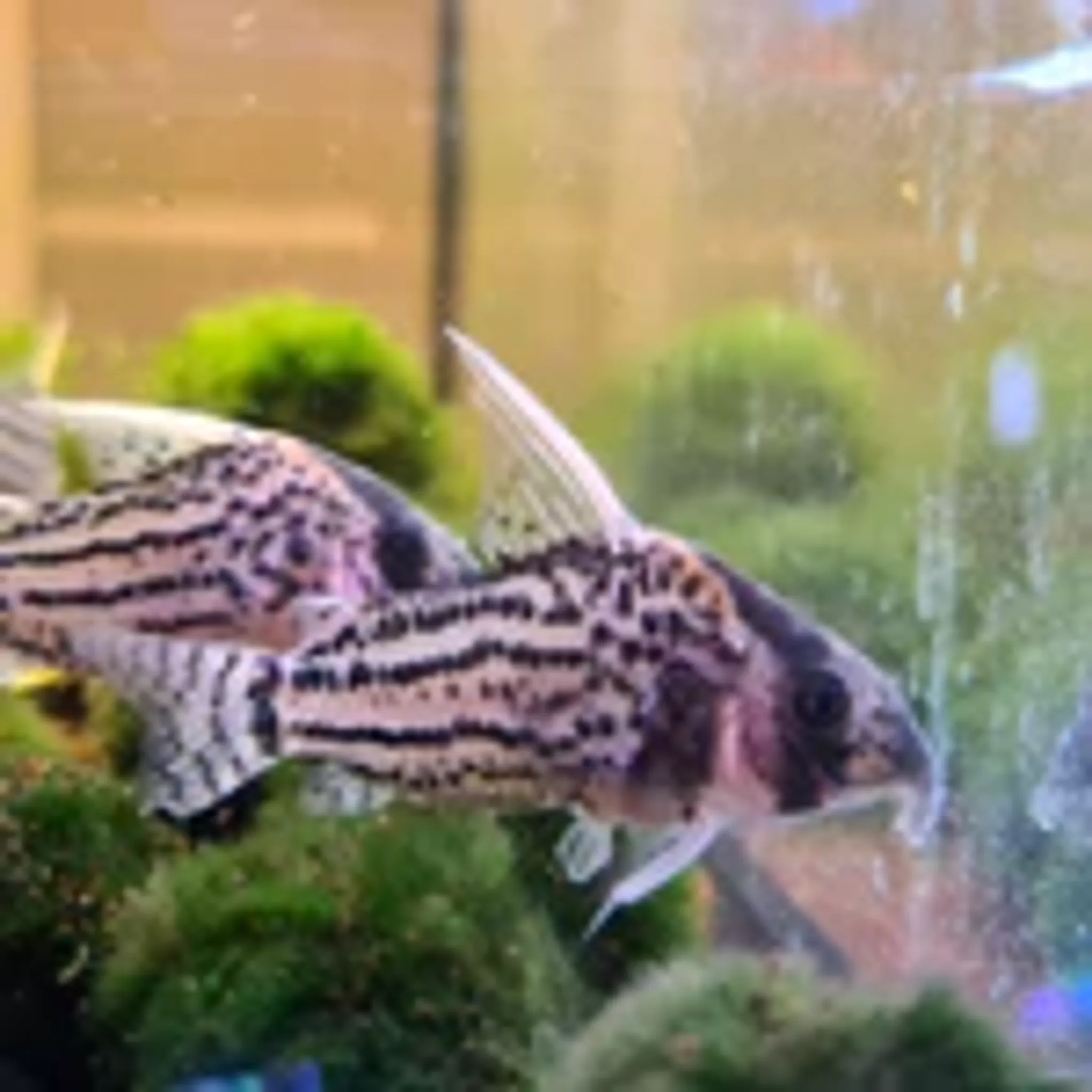 Corydoras Schwartzi sp. CW028