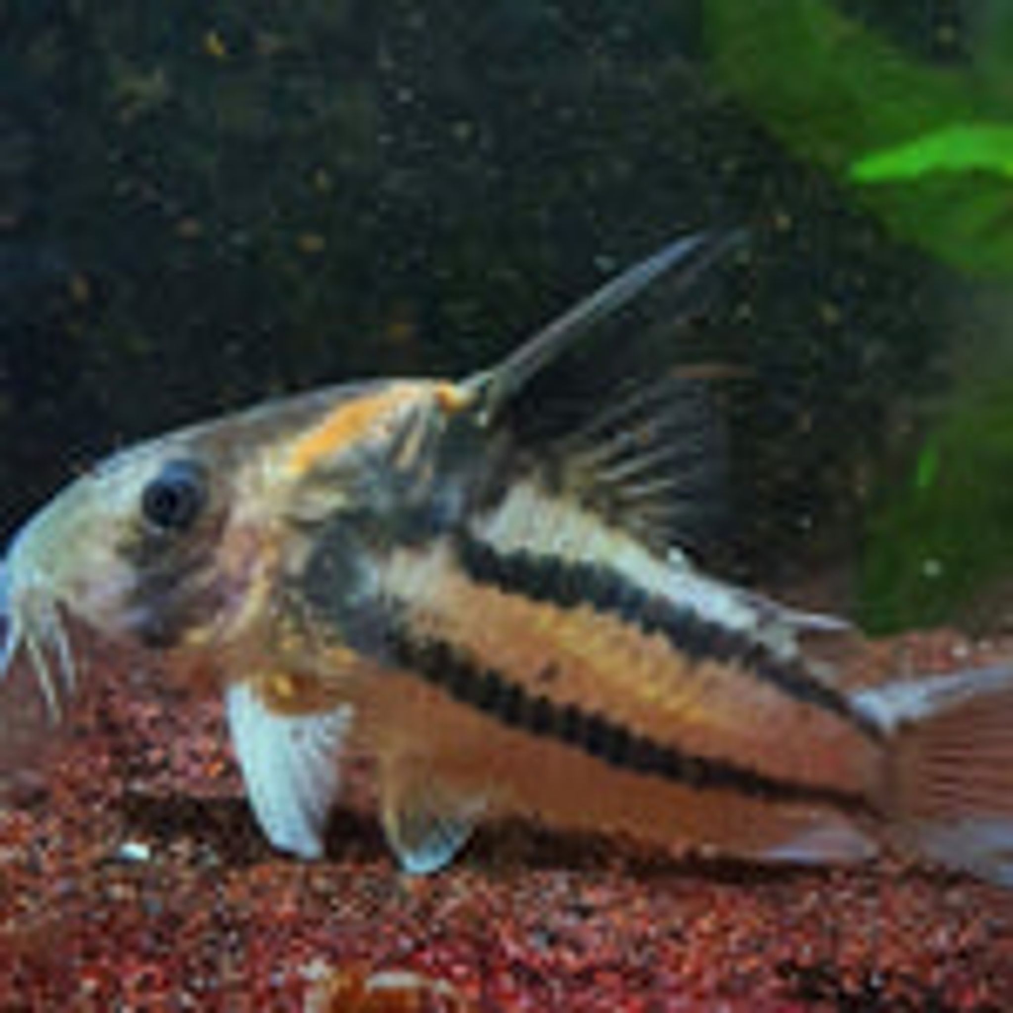 Corydoras sp. aff. Parallelus CW127