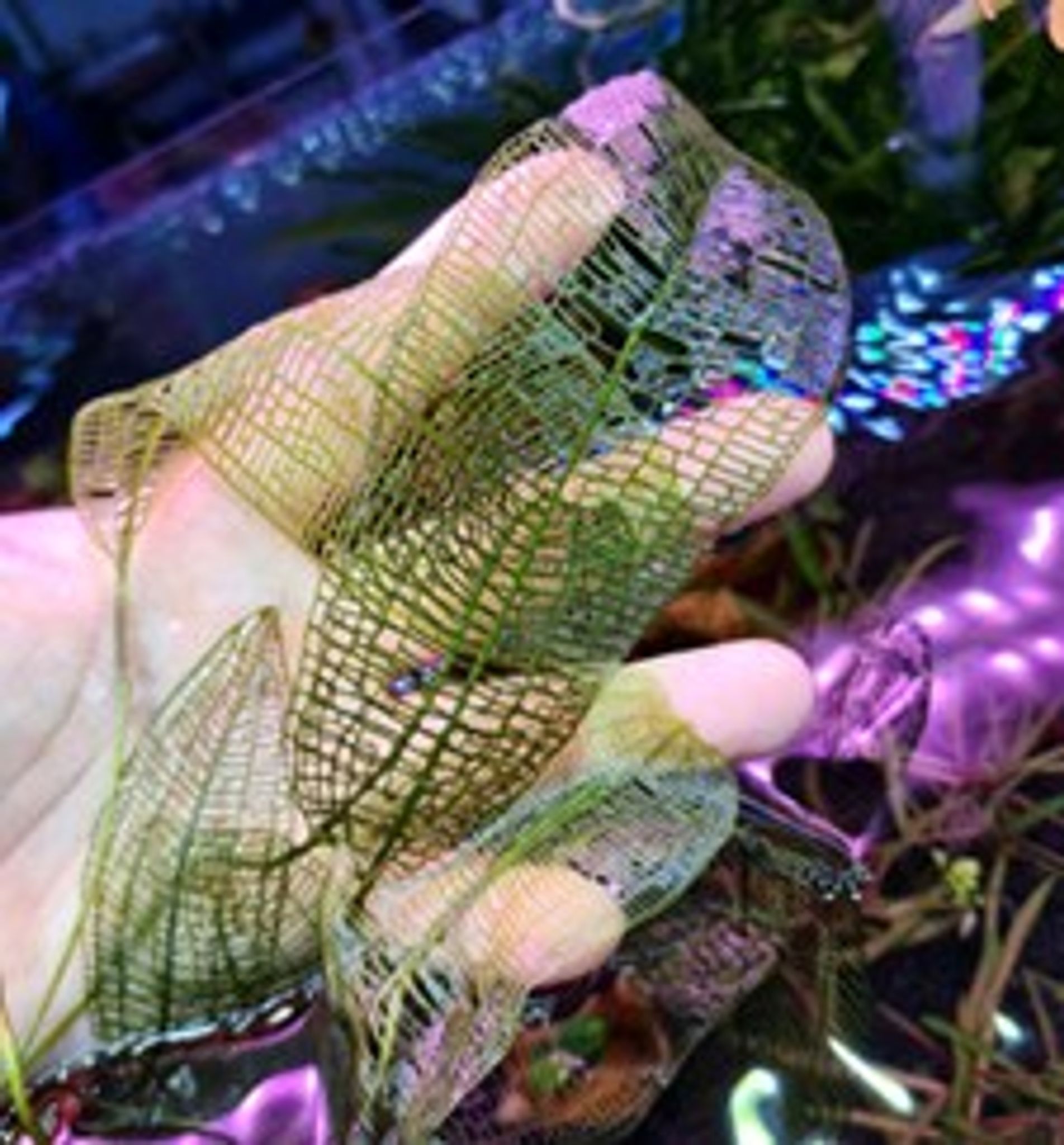 Aponogeton Madagascariensis