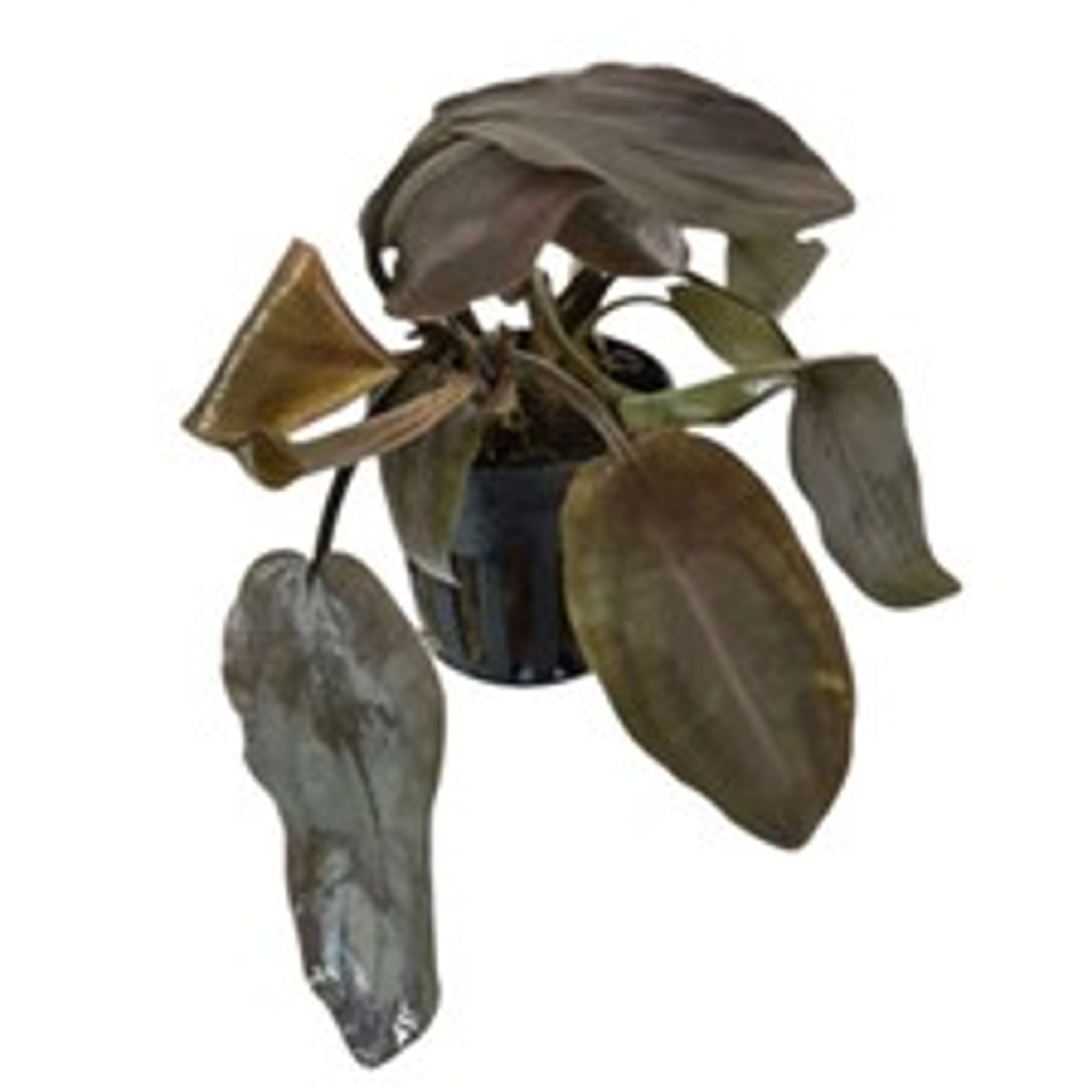 Lagenandra Meeboldii 'Red'