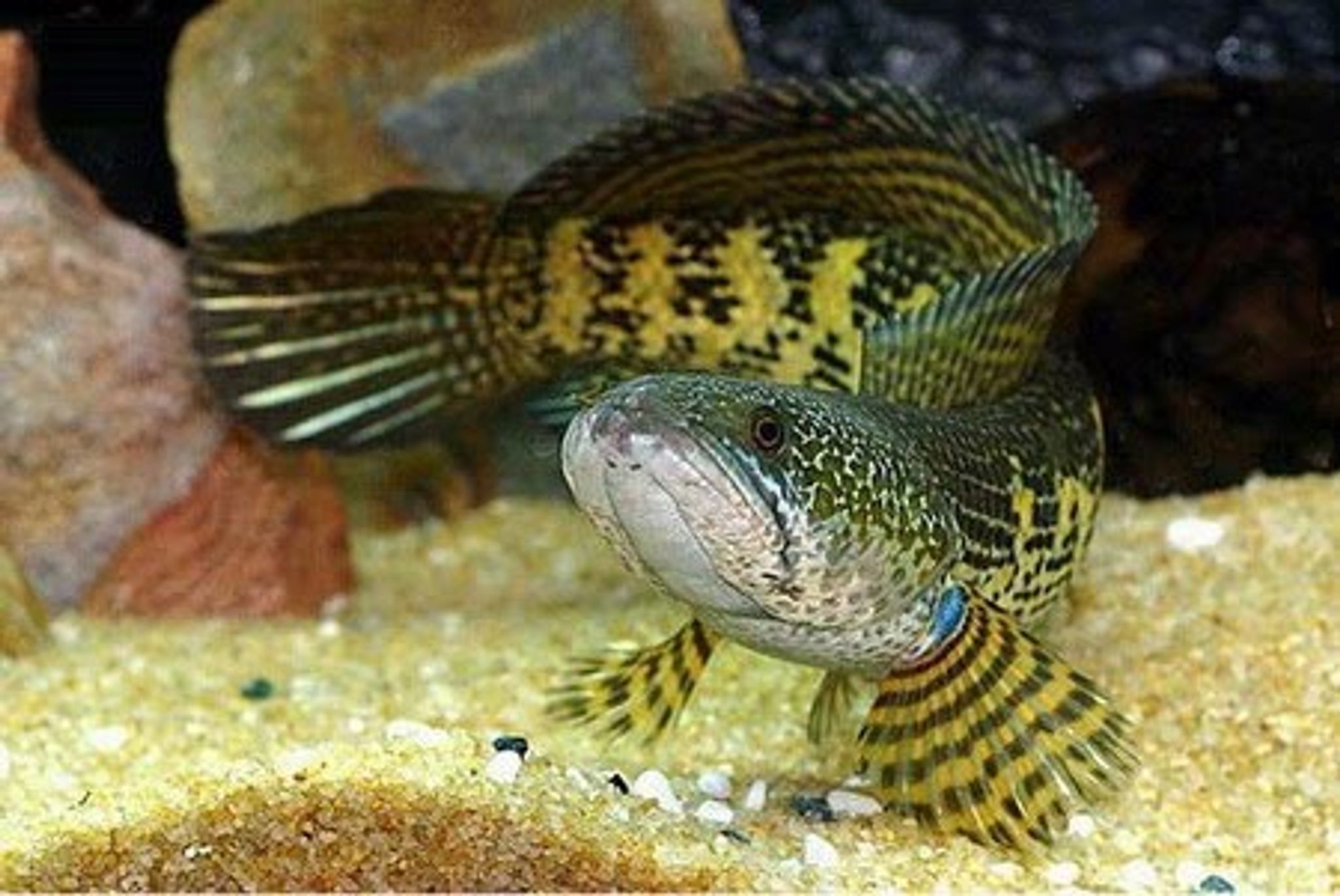 Aurantimauculata Channa Golden Cobra