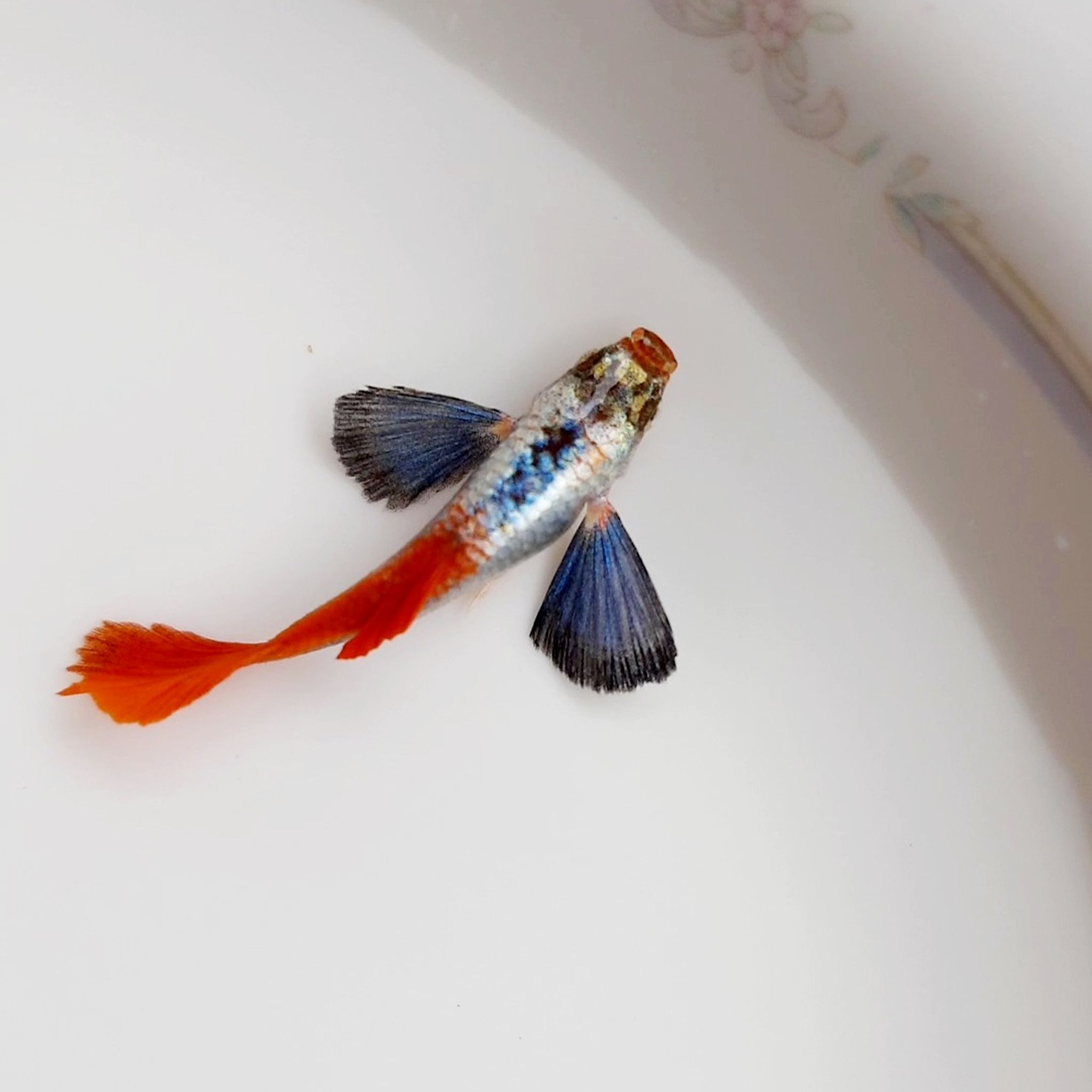 Guppy Platinun Red Tail Dumbo Ear (PRTDE)