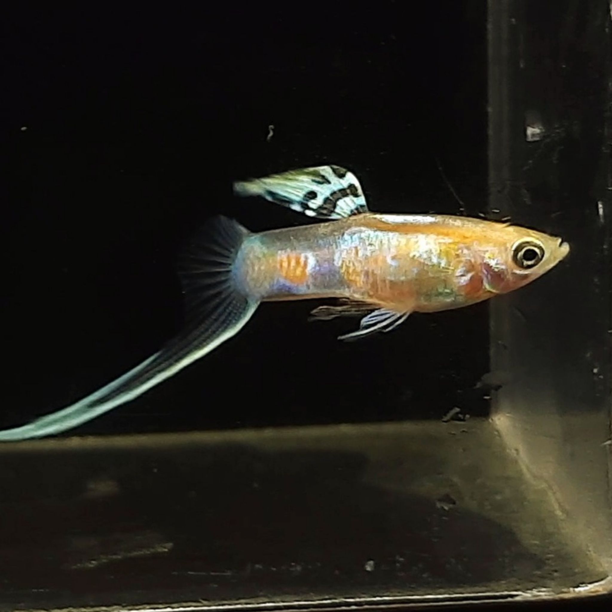 Guppy Vienna Bottom Sword