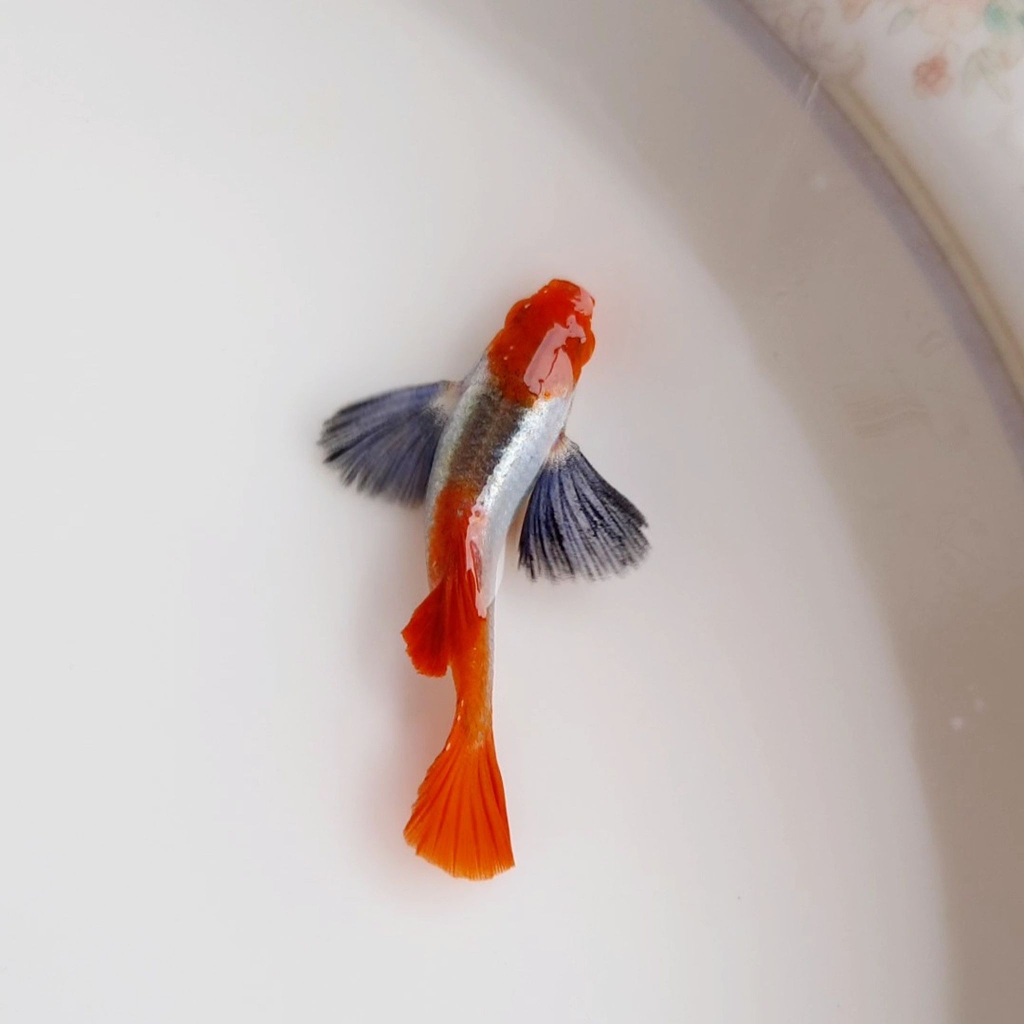 Guppy Platinum Red Tail Dumbo Ear Koi