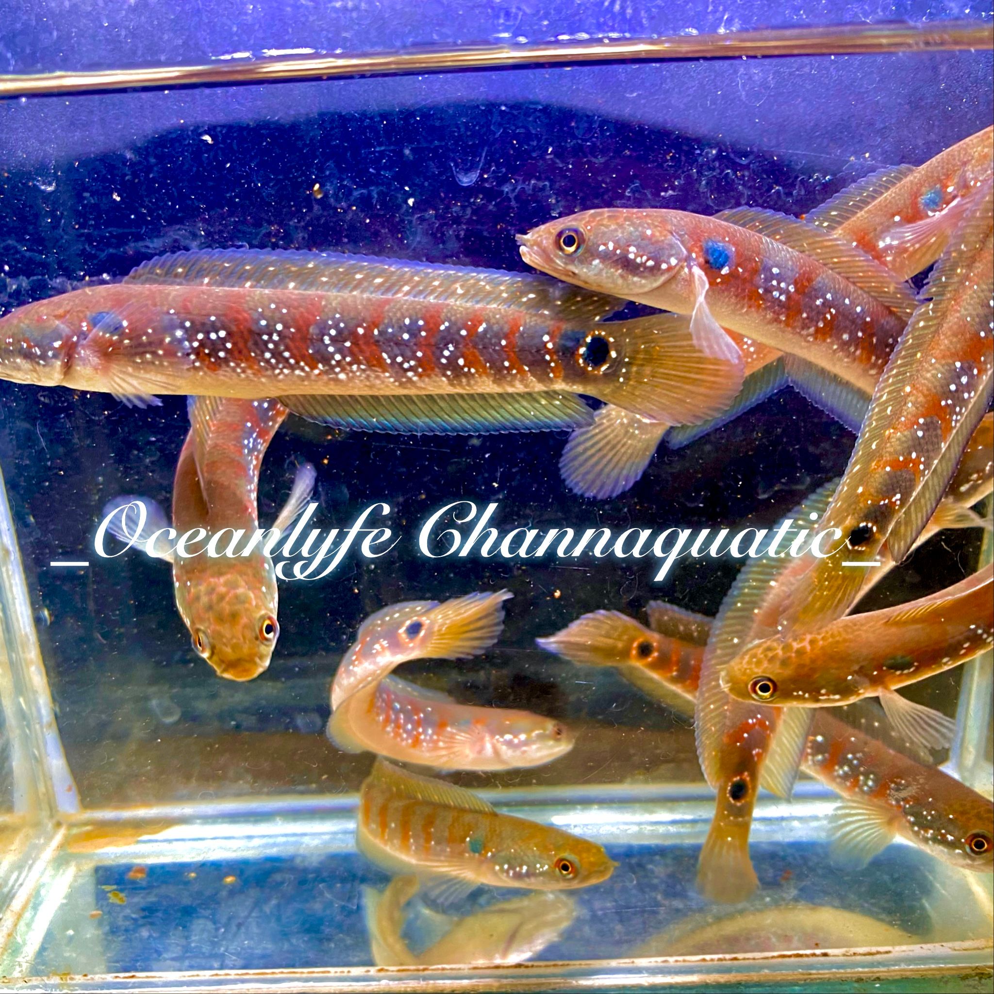 Channa Asiatica Red stripe