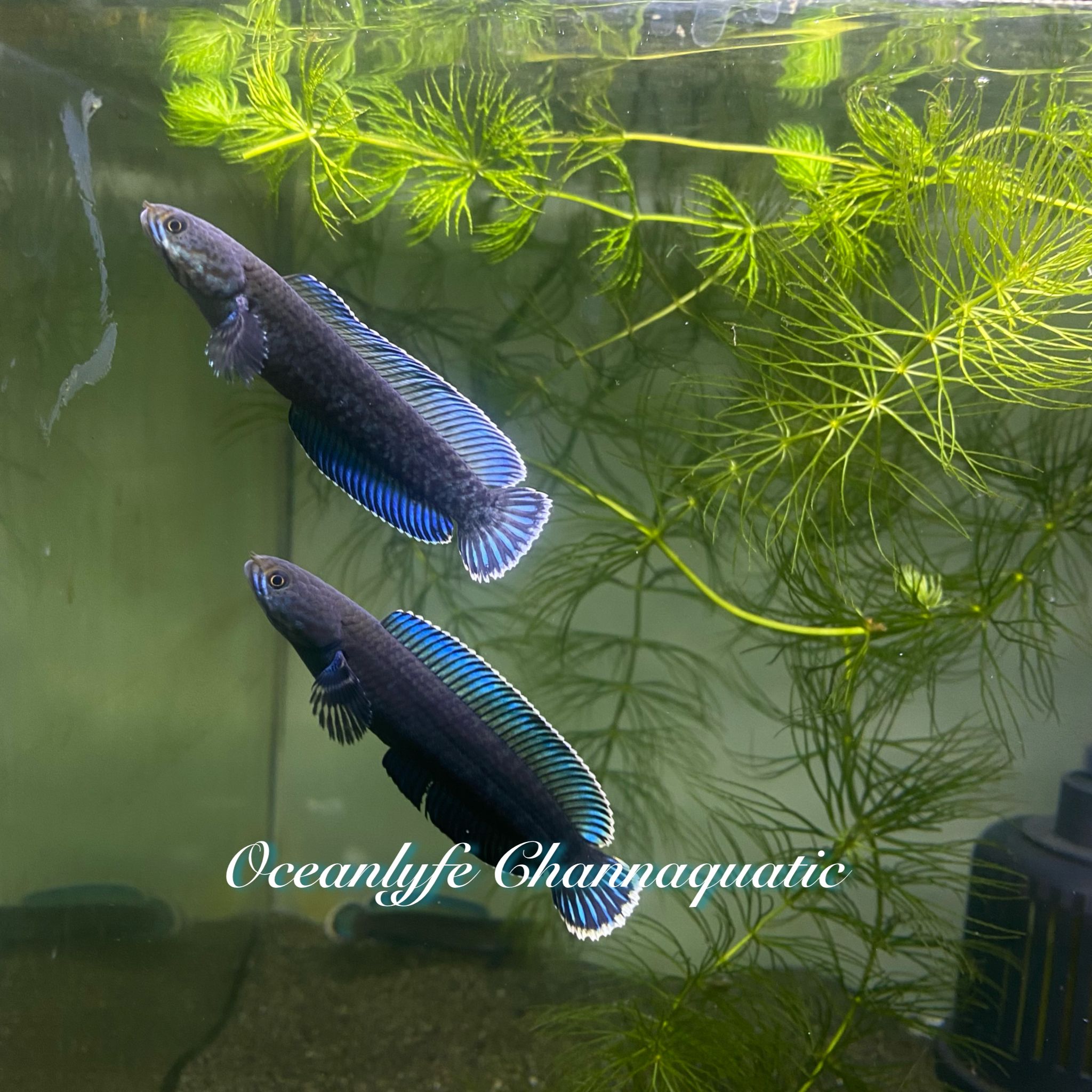 Channa Blue Andrao