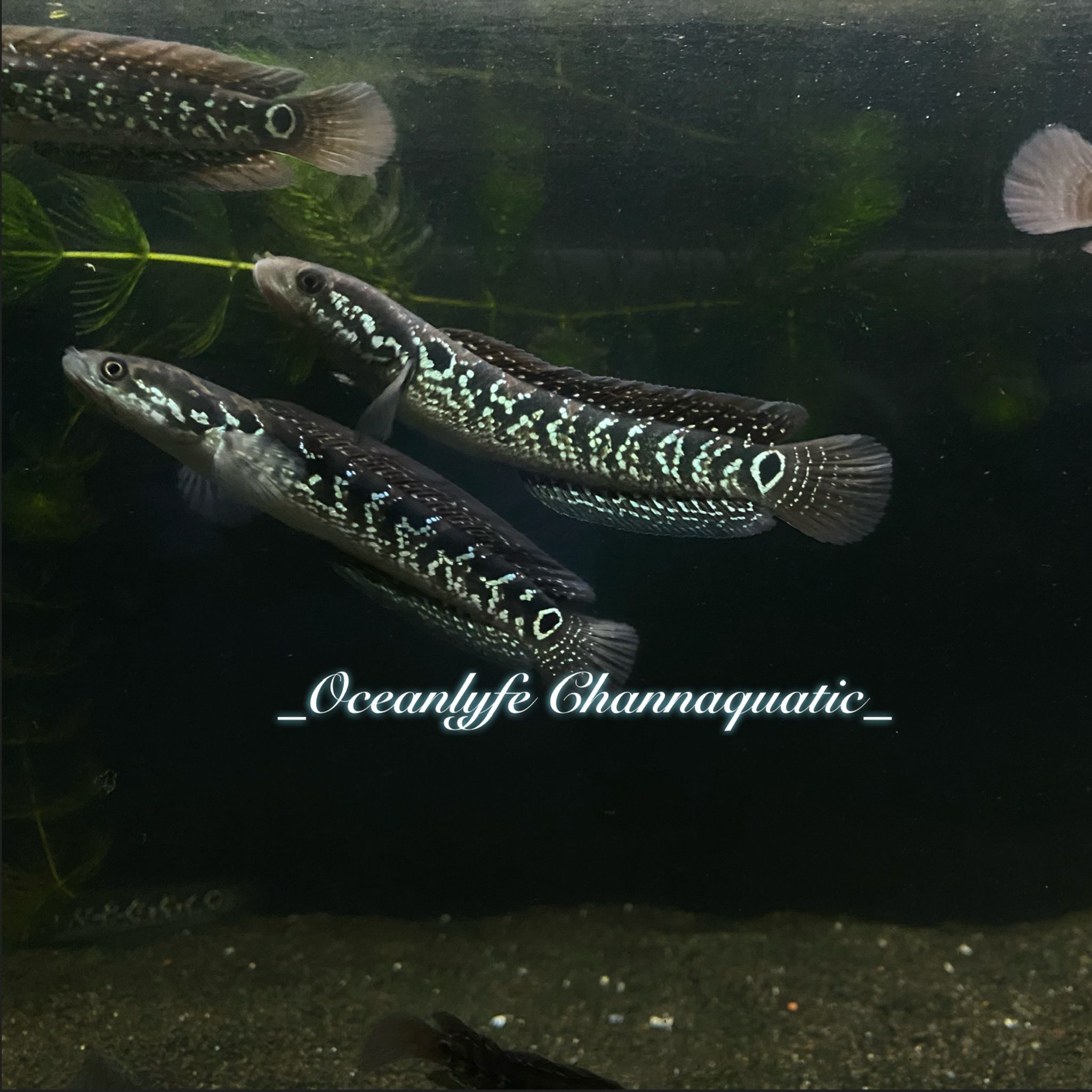 Channa Asiatica White Spotted