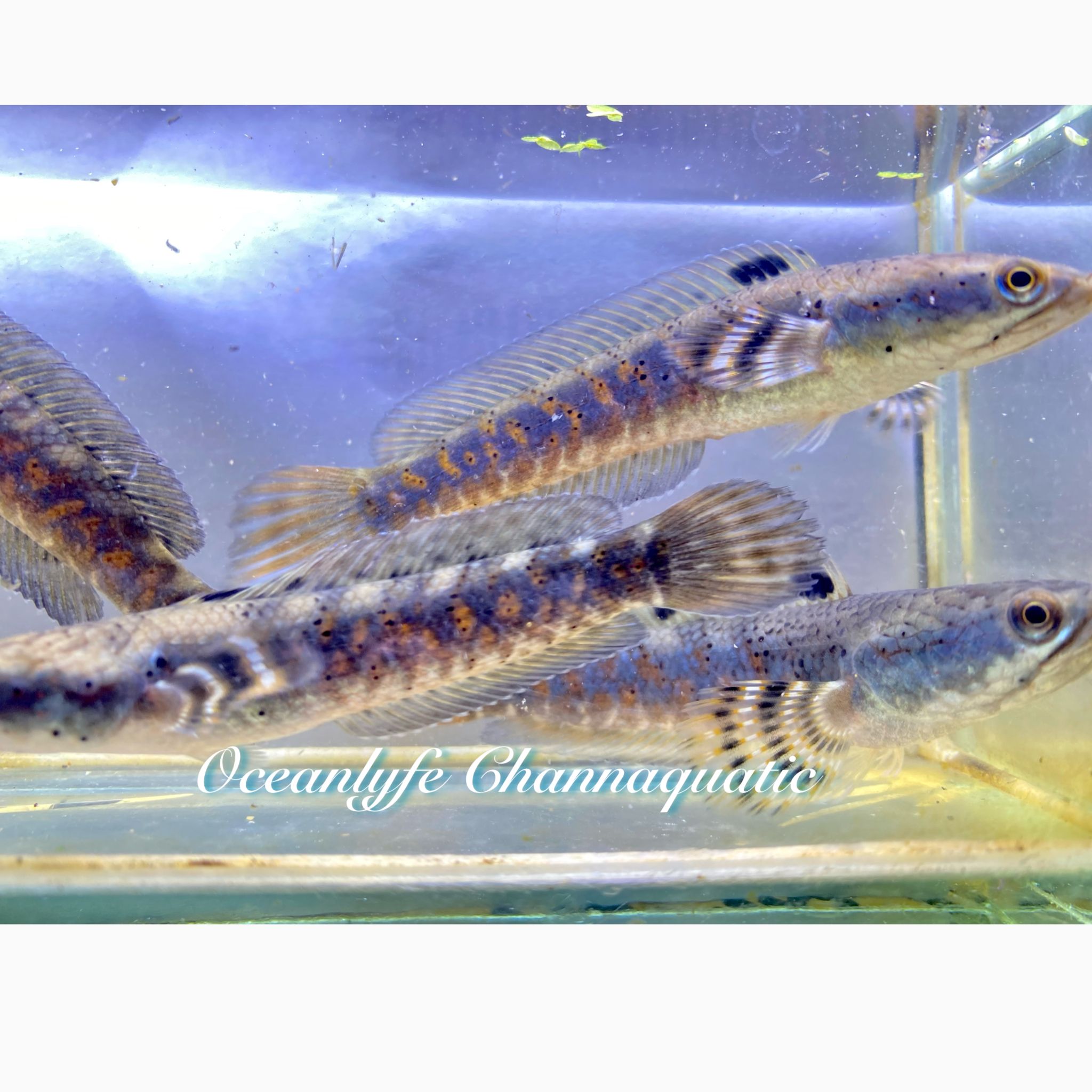 Channa Blue Pulchra