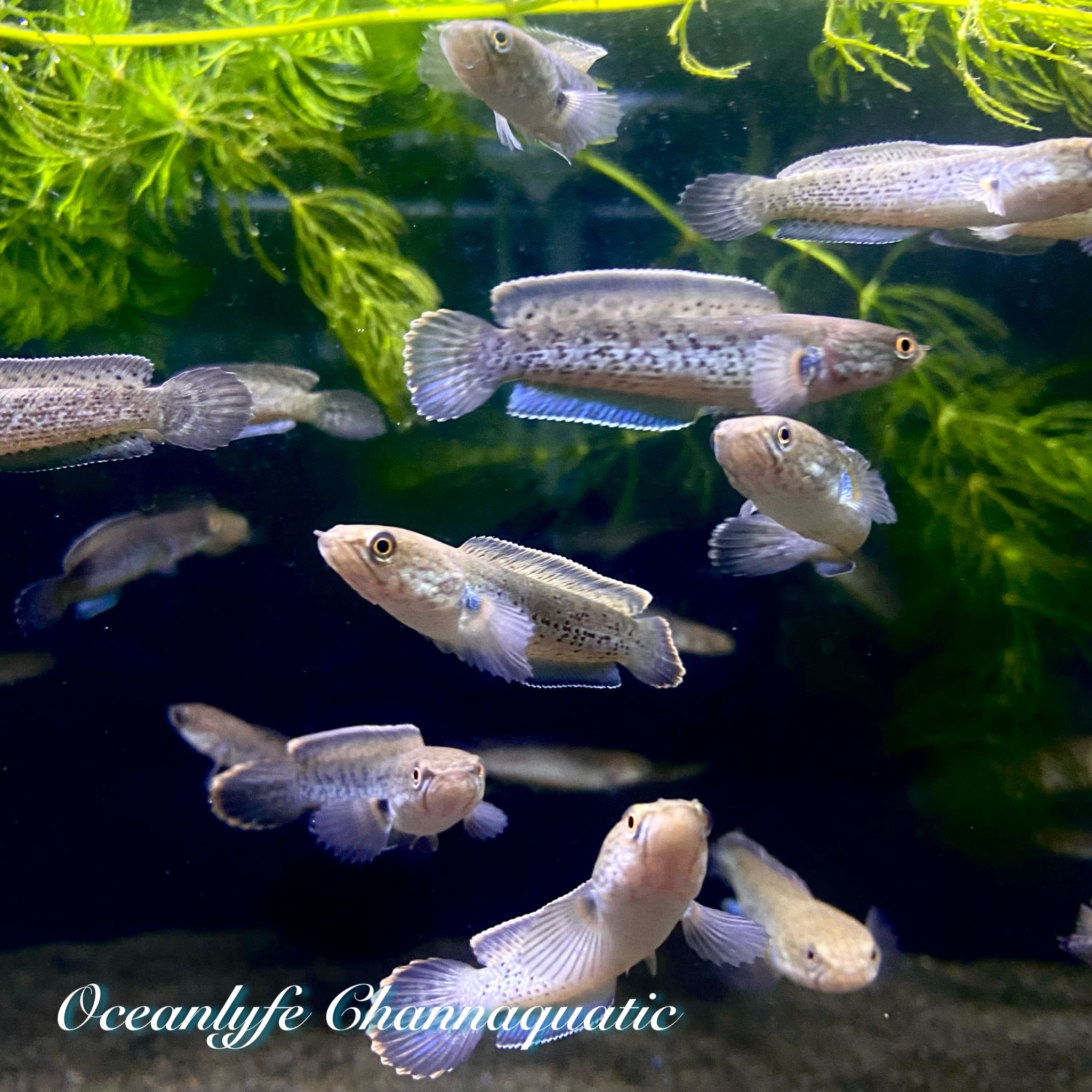 Channa Stewartii