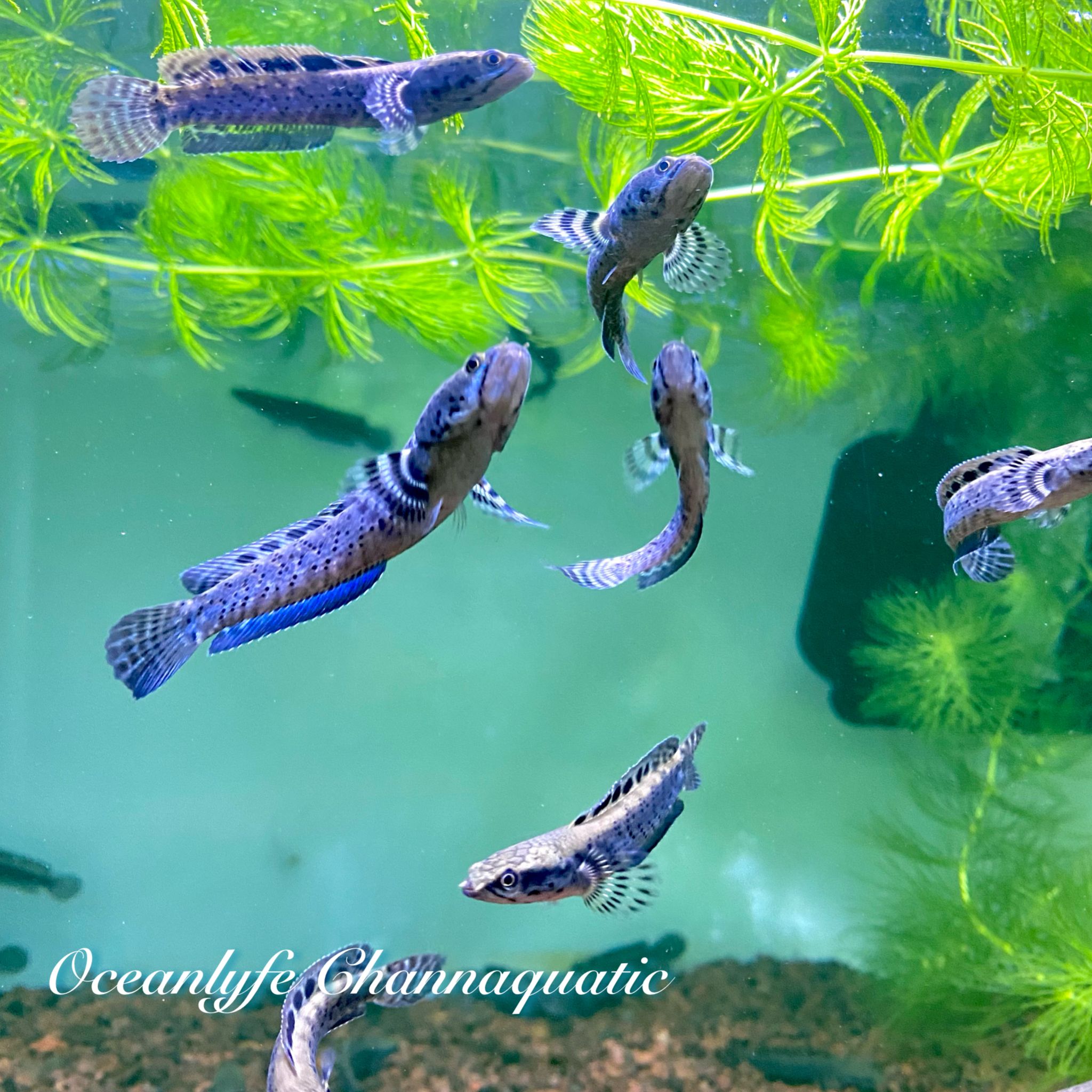 Channa Ornatipinnis Yellow Lips