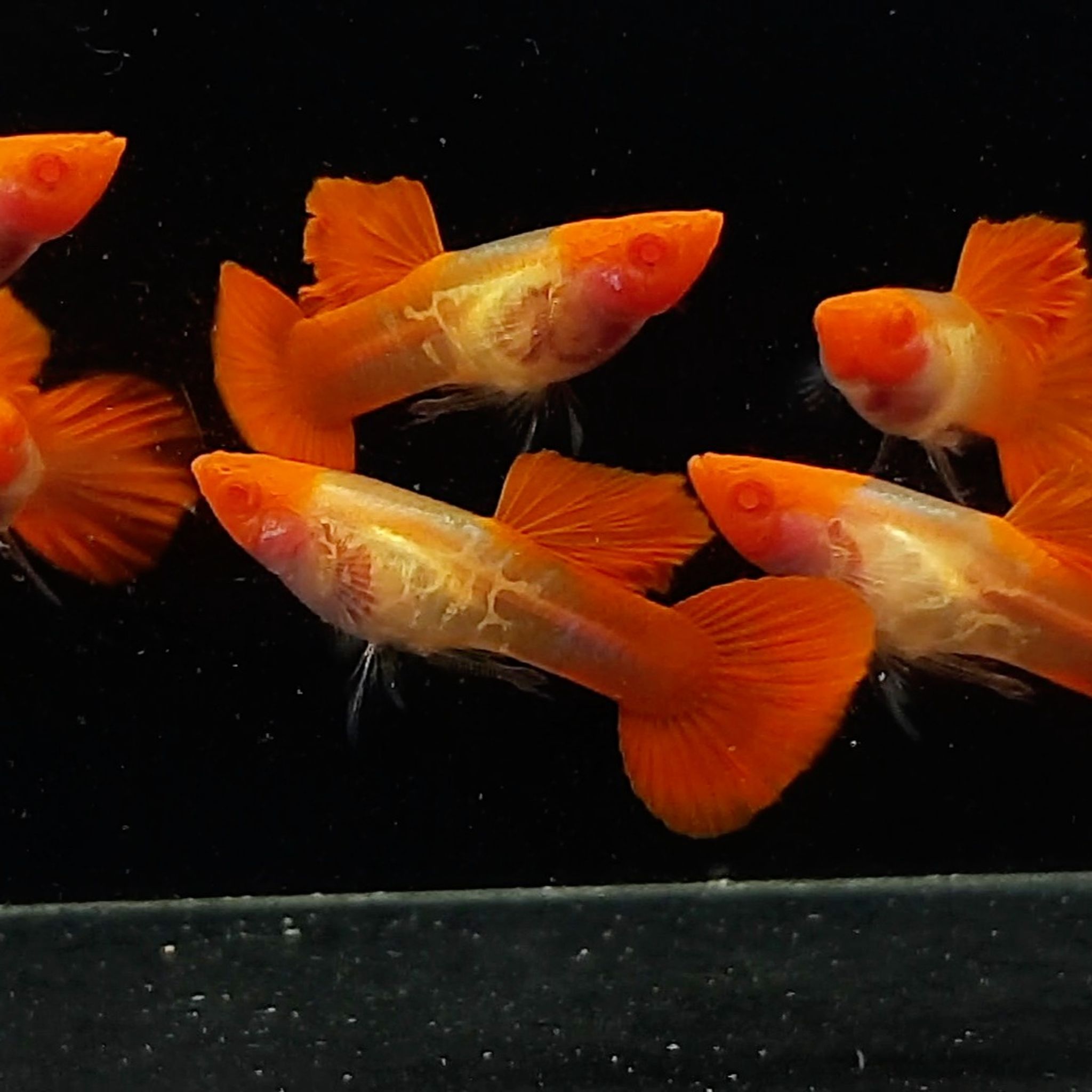Guppy Albino Snakeskin Koi Glassbelly