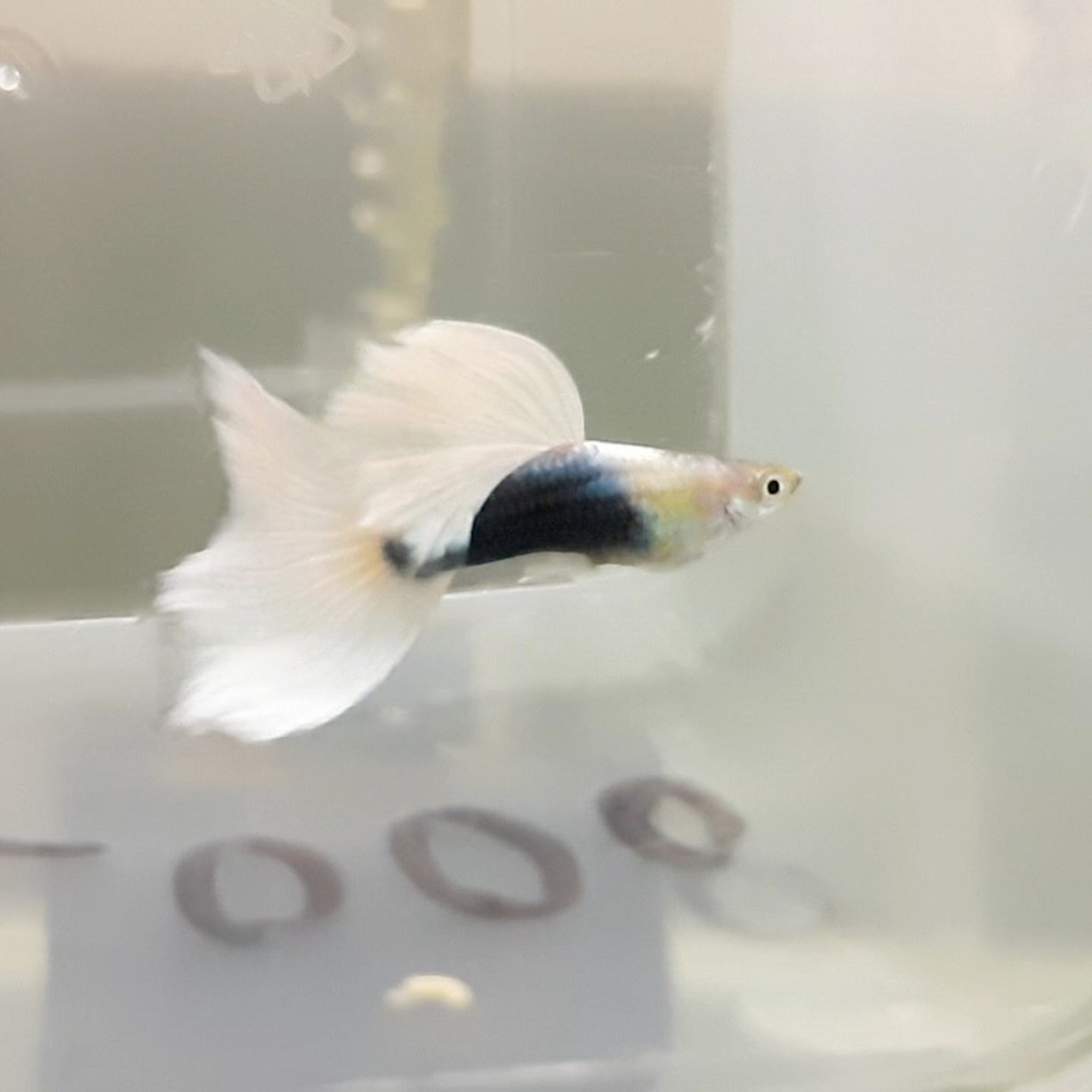 Guppy Half Black White Tail