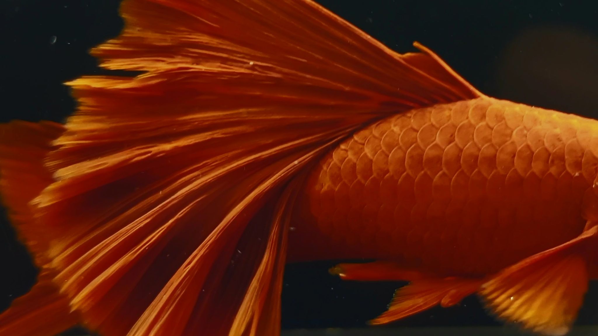 Albino Swordtail Bloodred FC