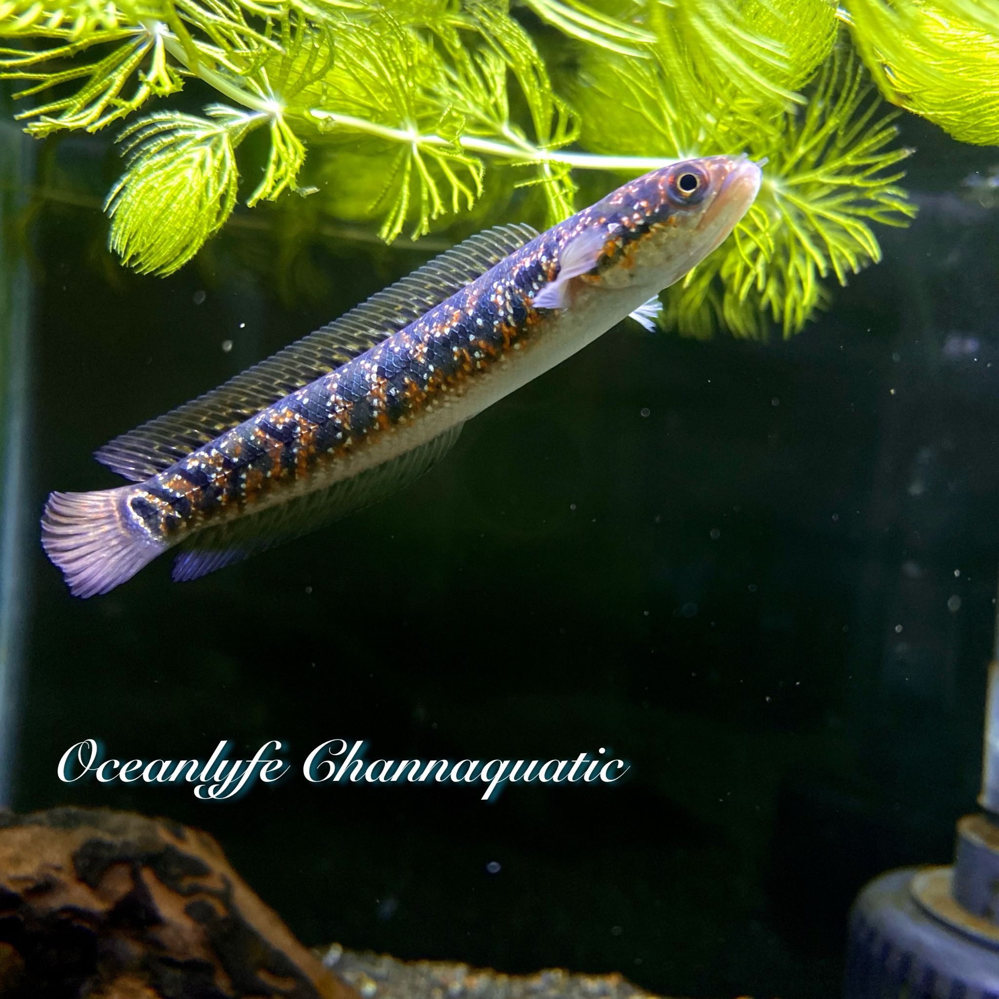 CHANNA ASIATICA RED SPOTTED SUPERFORM / KALIMAYA