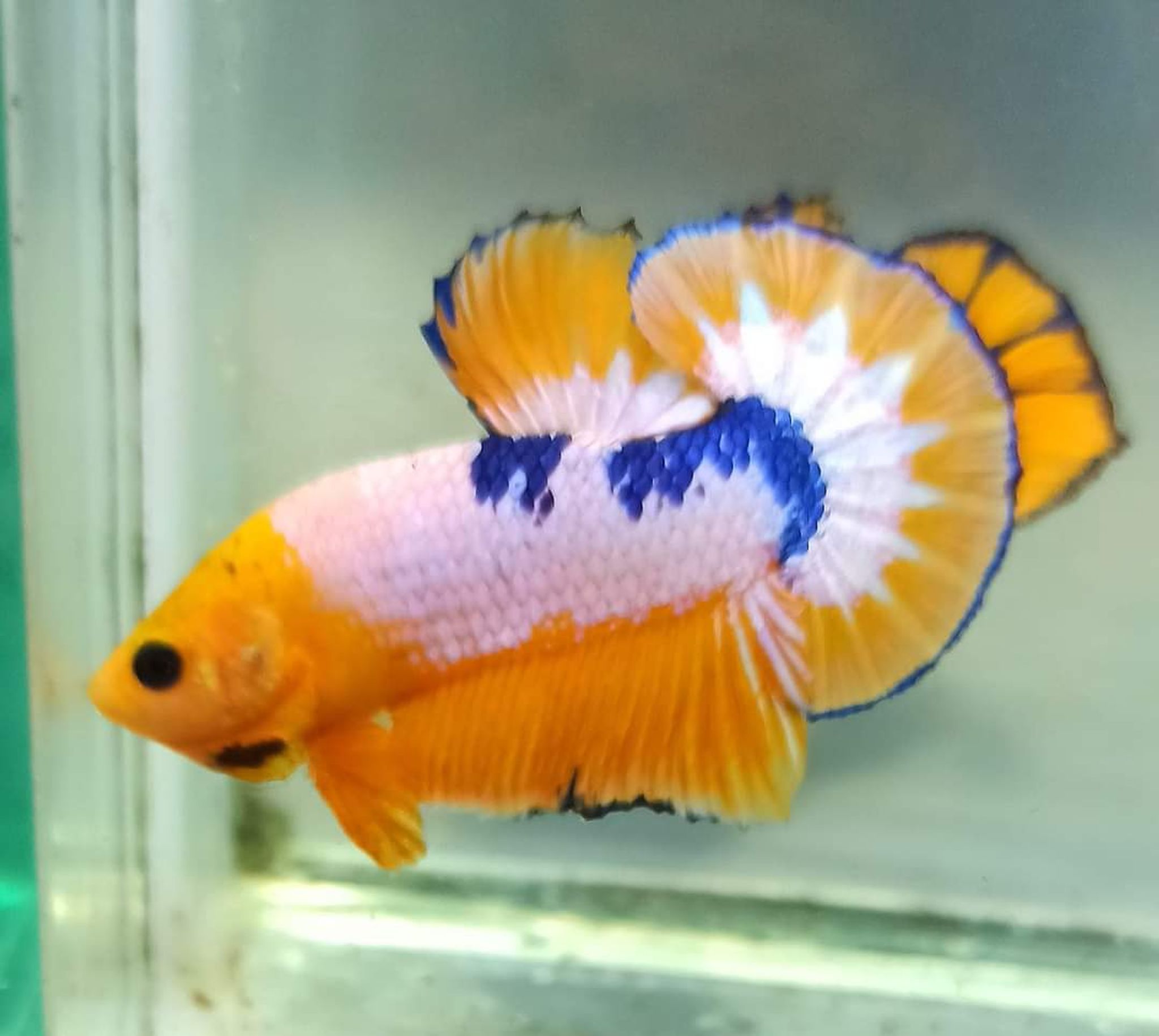 Betta Yellow Fancy