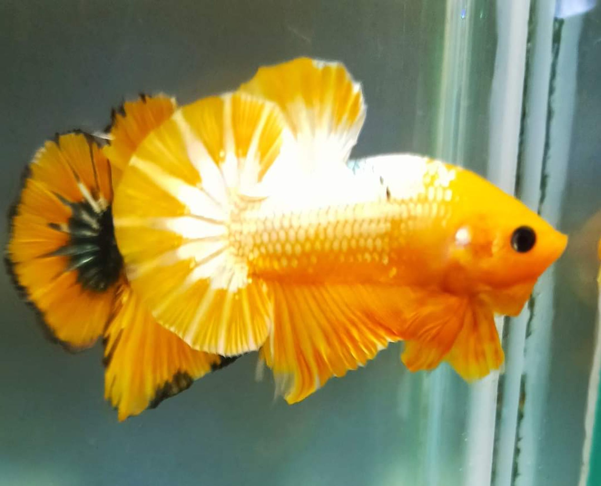 Betta Yellow Fancy Copper