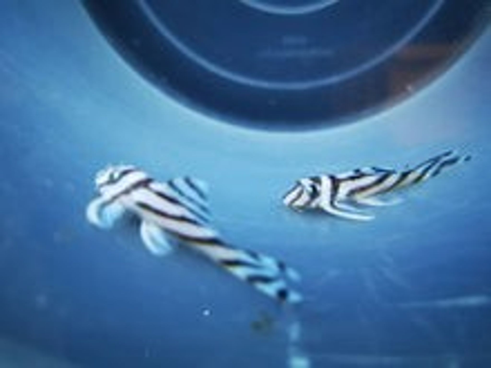 L46 zebra pleco 4-4.5cm