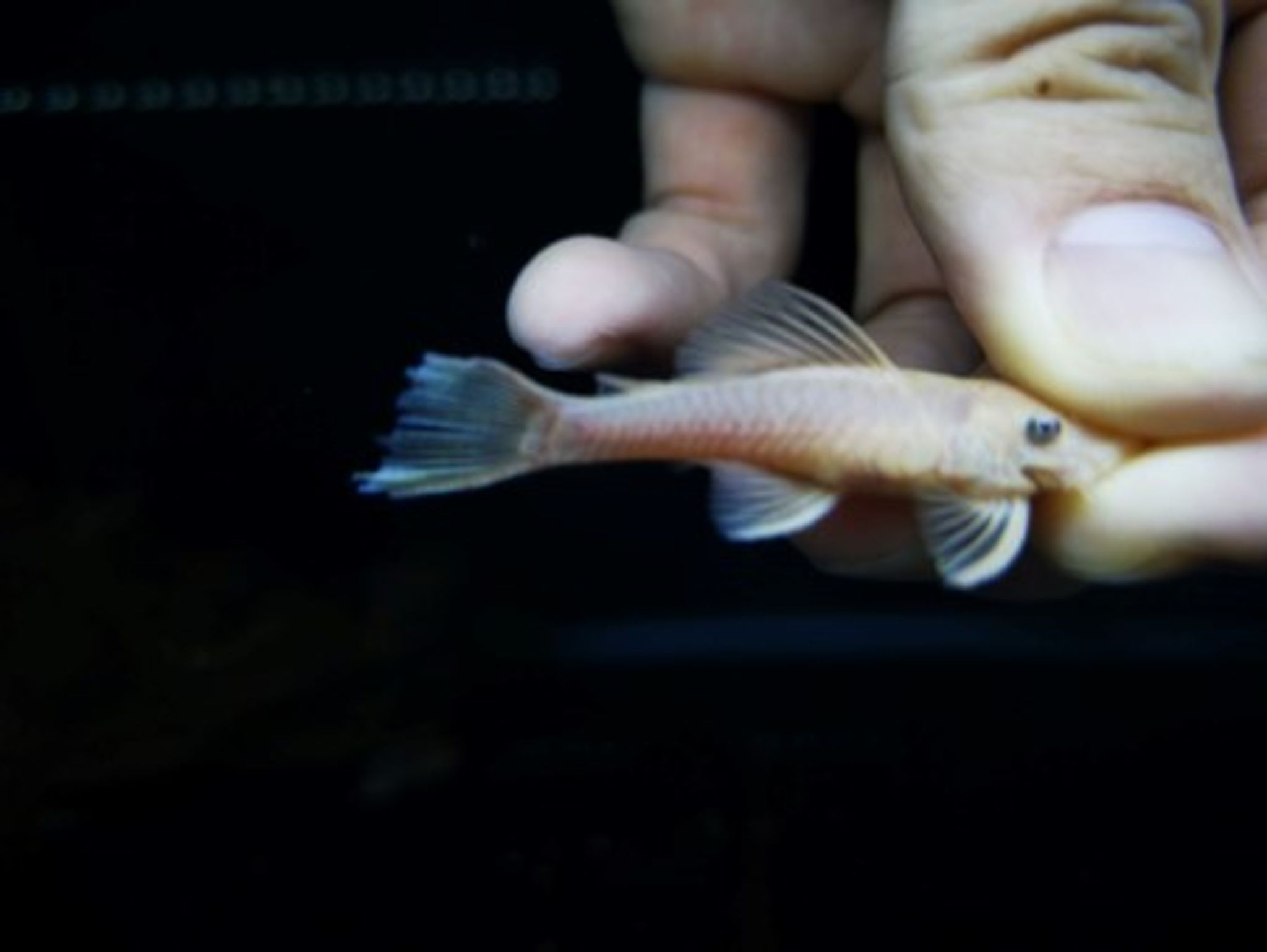 Pleco L144 blue eye 4-5cm