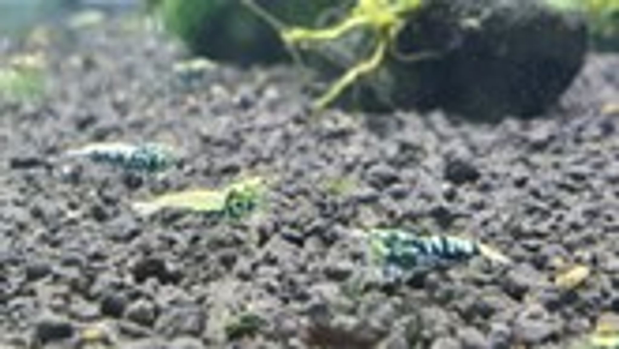 Black galaxy pinto shrimp 1cm