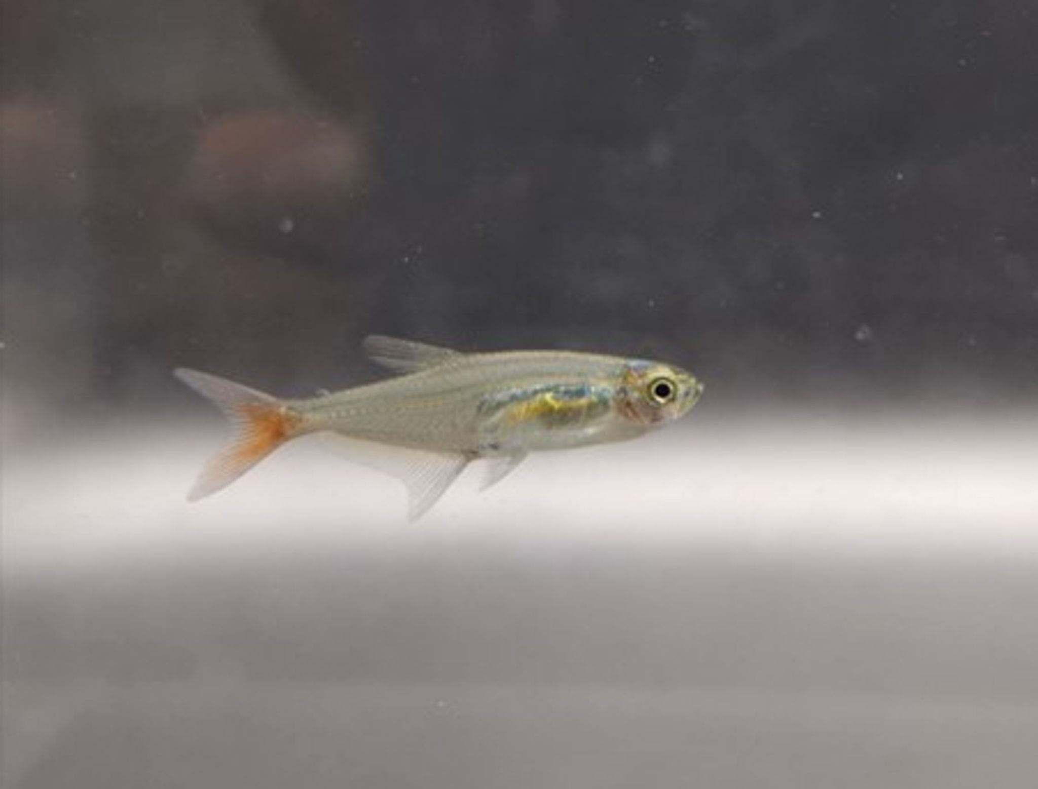Glass bloodfin tetra 2.5cm