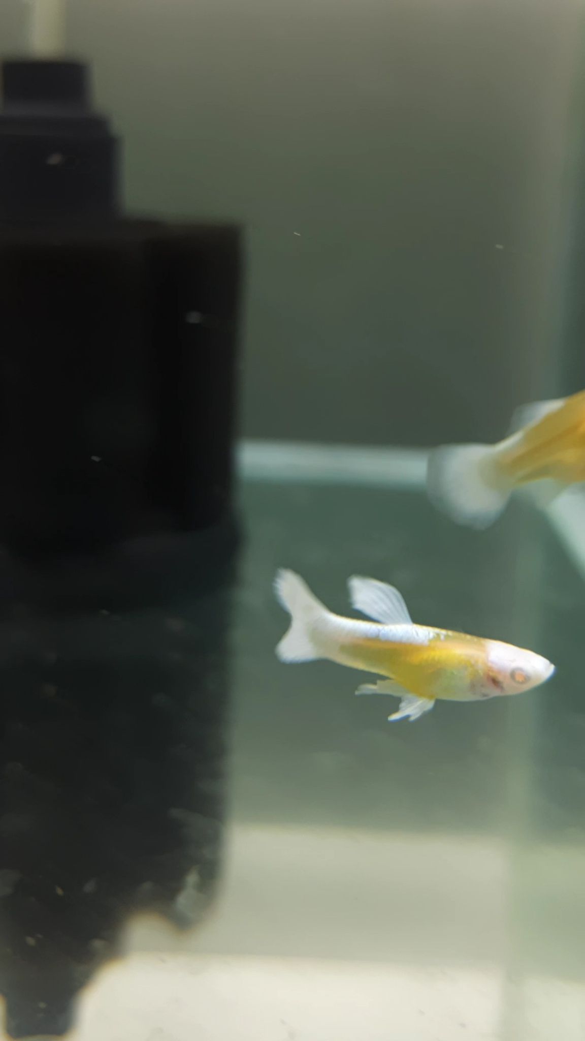 Guppy Albino Blue Koi