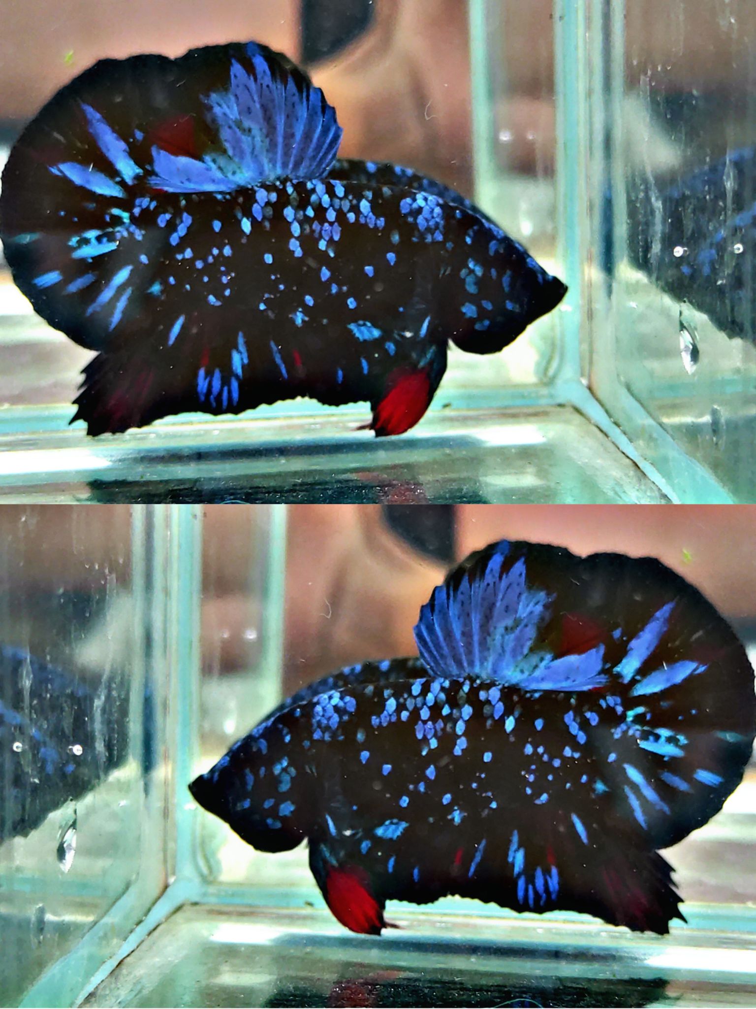 Black Star Galaxy Blue