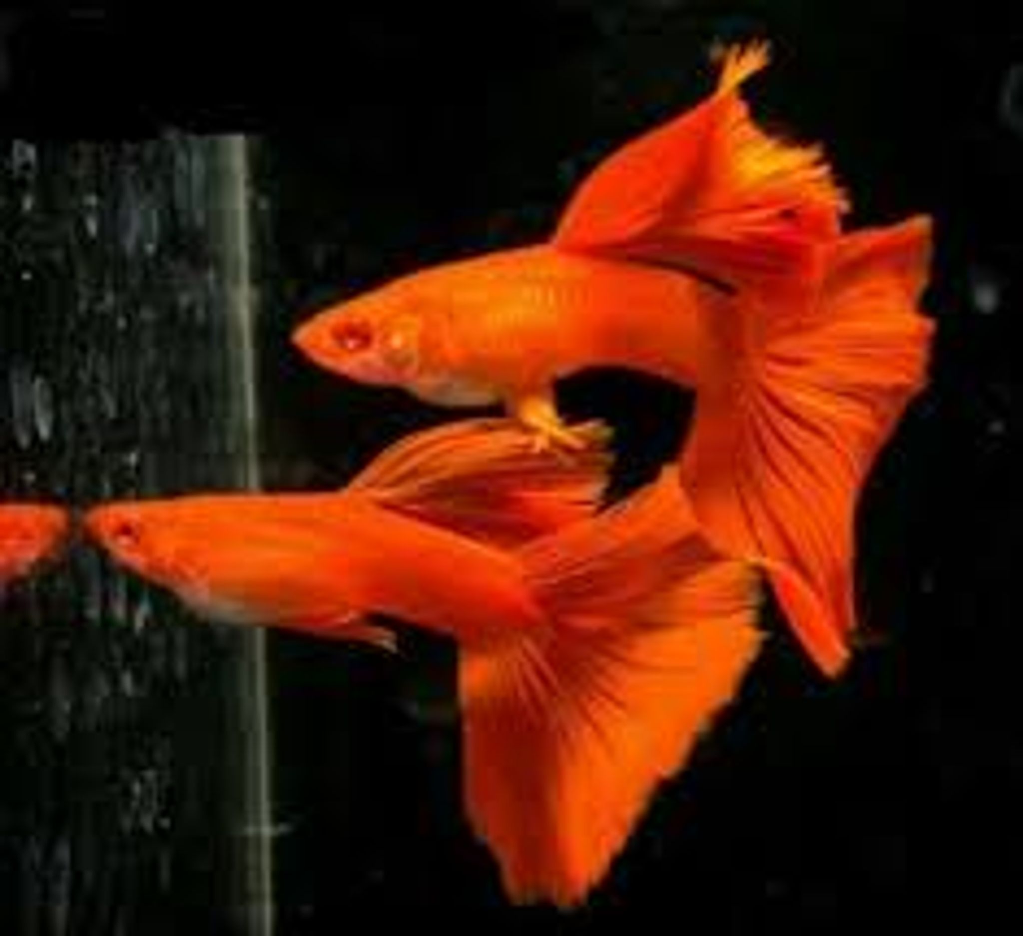 Guppy albino full red