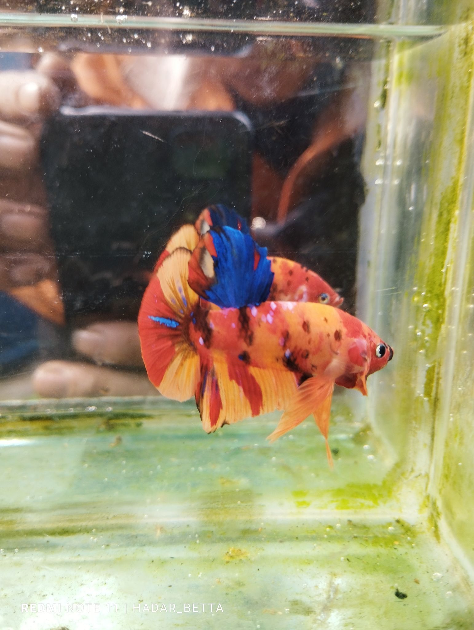 Multicolour male