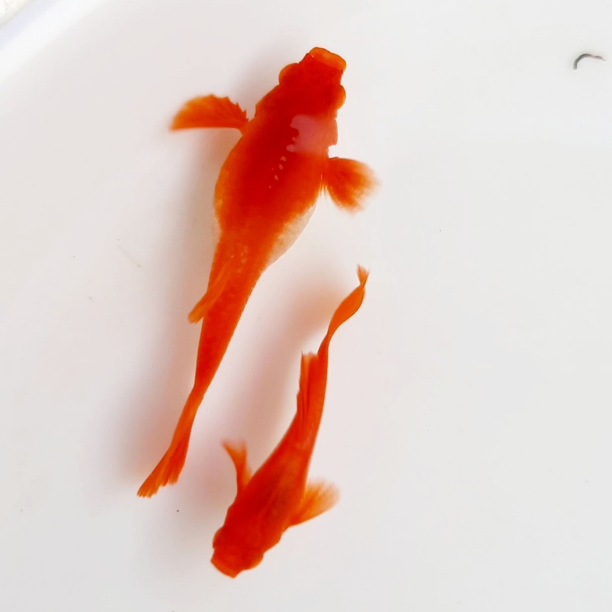 Albino Koi Red Ear